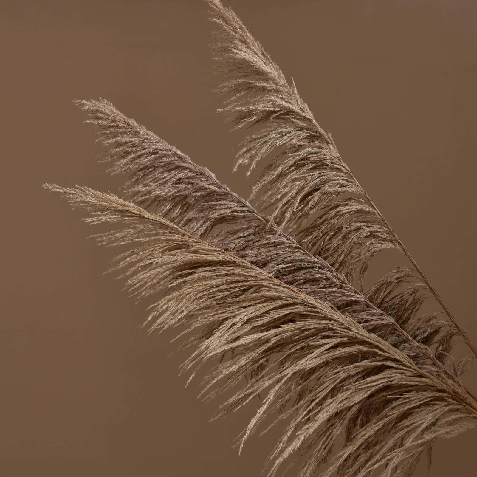 Focused Dried Pampas Grass Background
