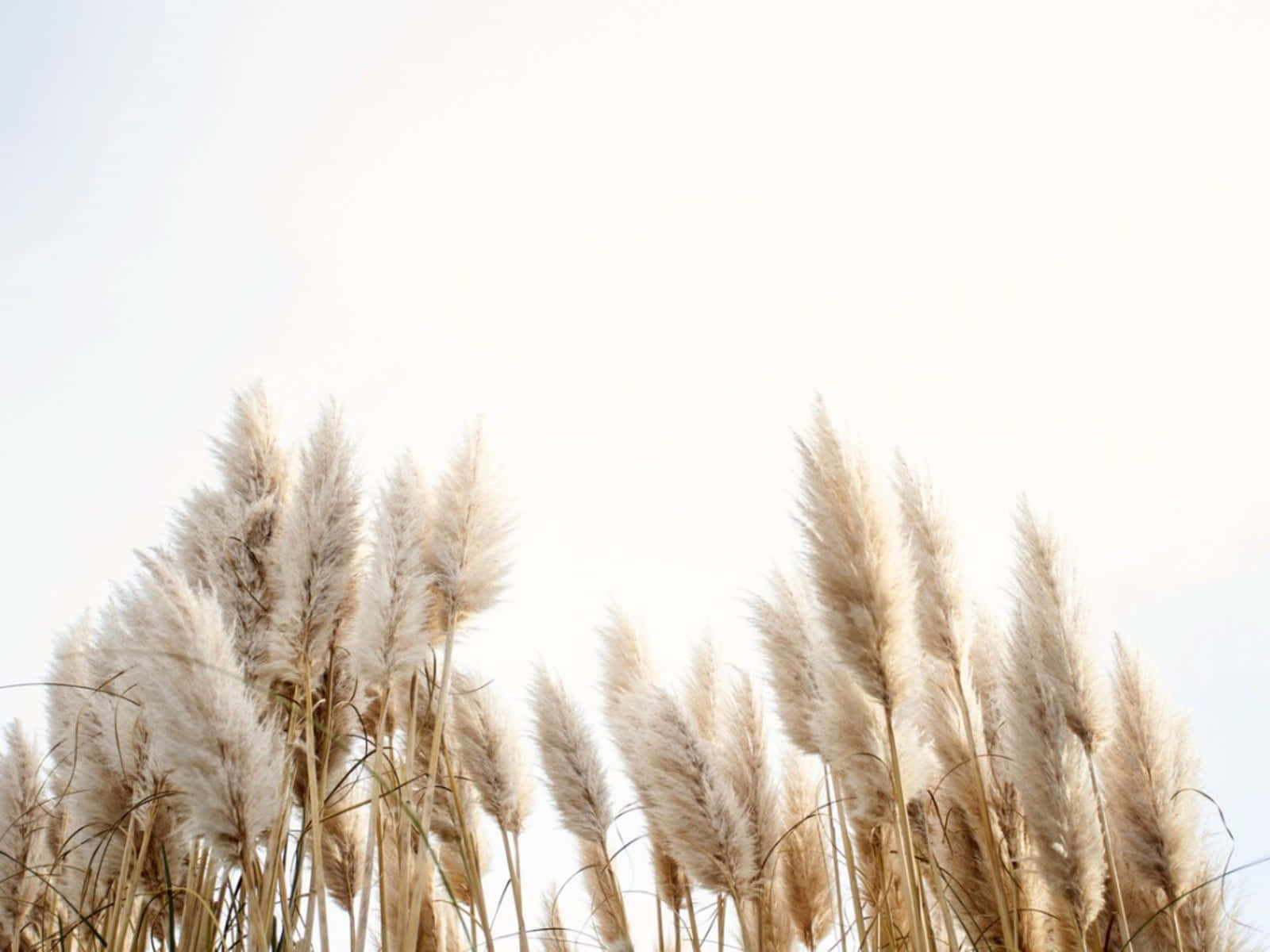 Sunny Day With Pampas Grass Background