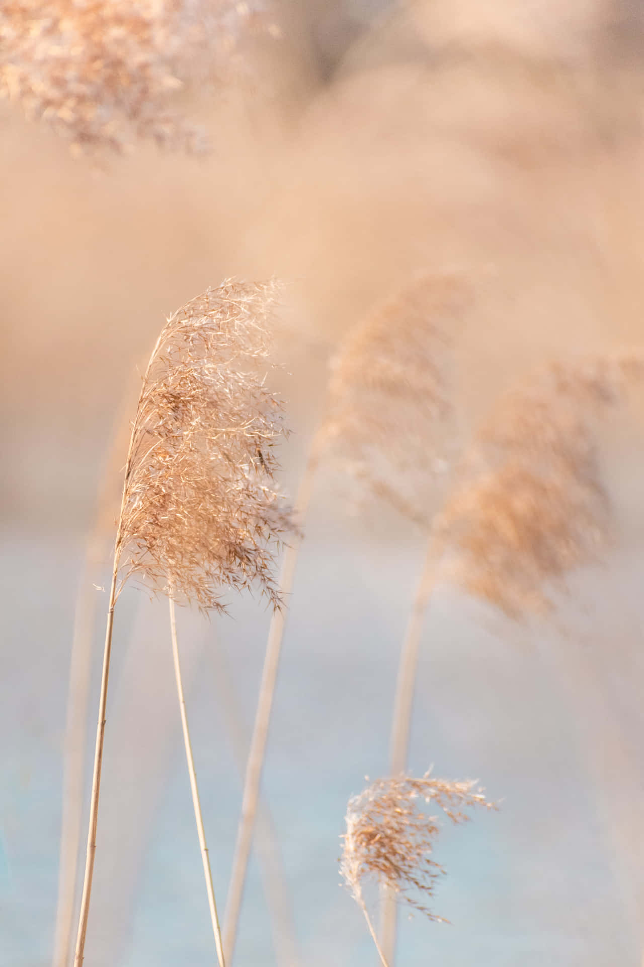 Wind Blowing Of Pampas Grass Background