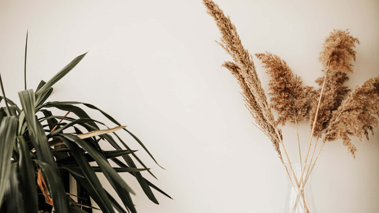 House Plant&Pampas Grass Background