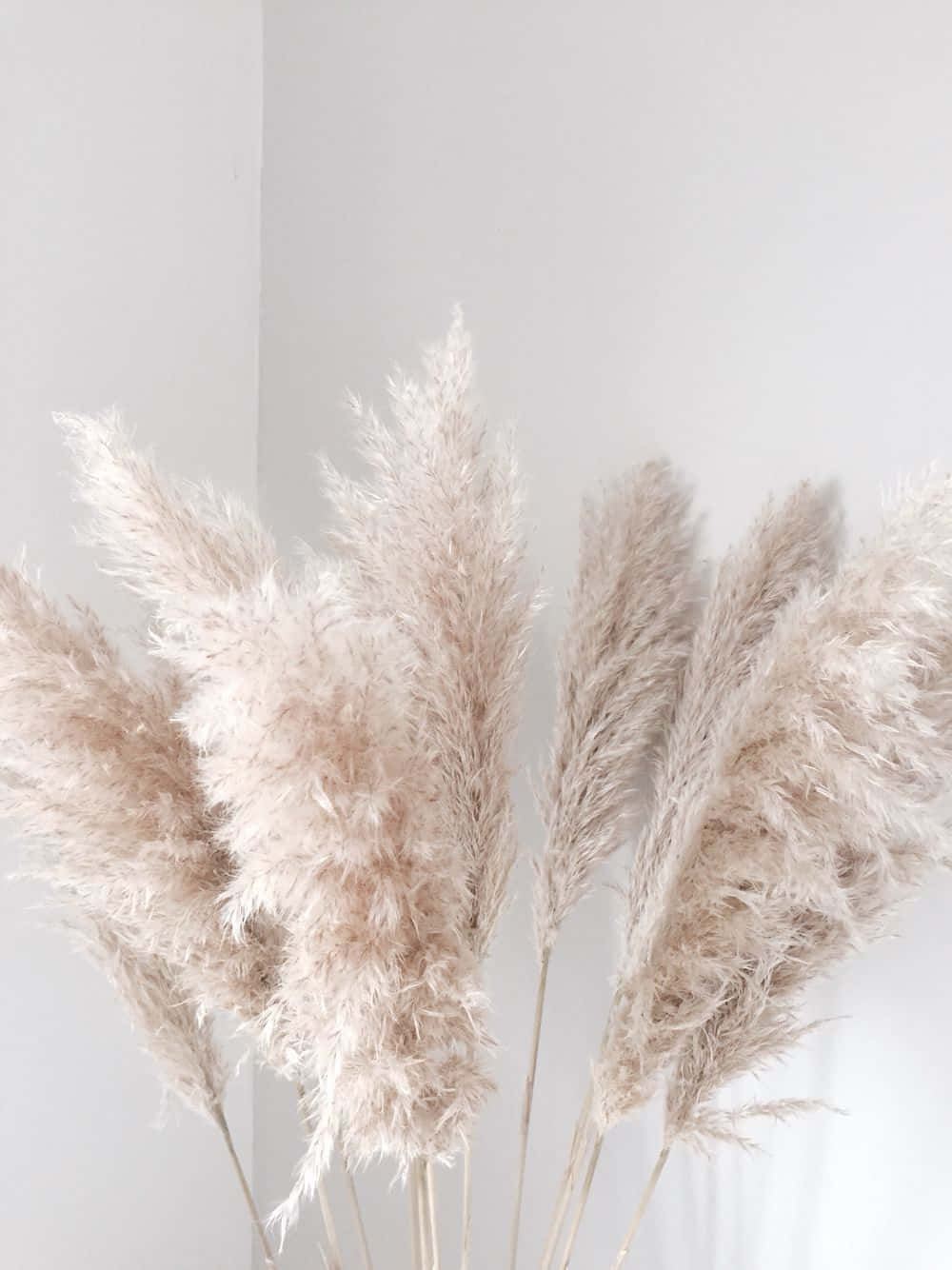 Pampas Grass Background At Corner Of Wall