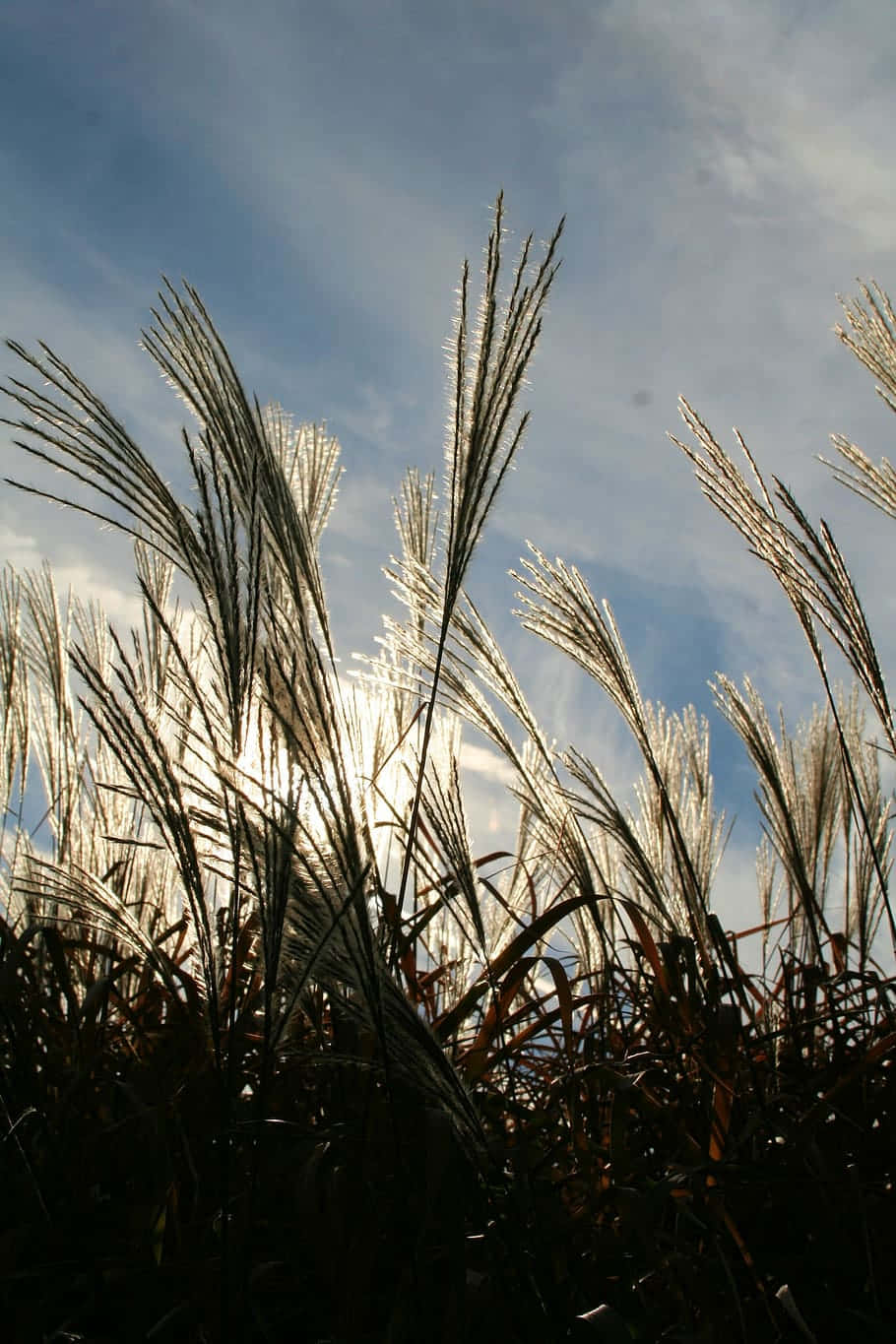 Inside The Field Of Pampas Grass Background