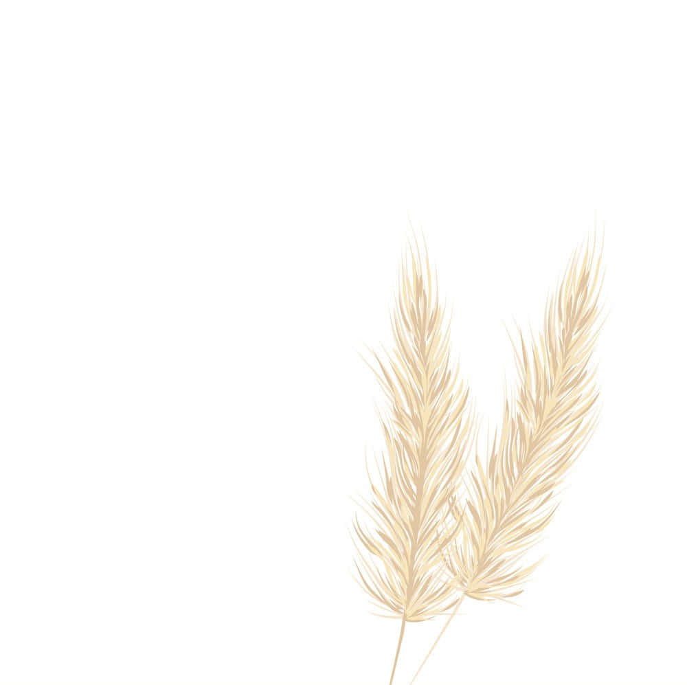 Paint Of Pampas Grass Background
