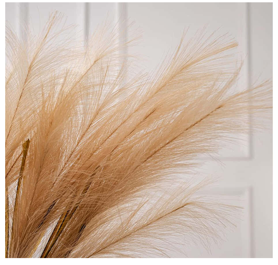 Pampas Grass Background With White Wall