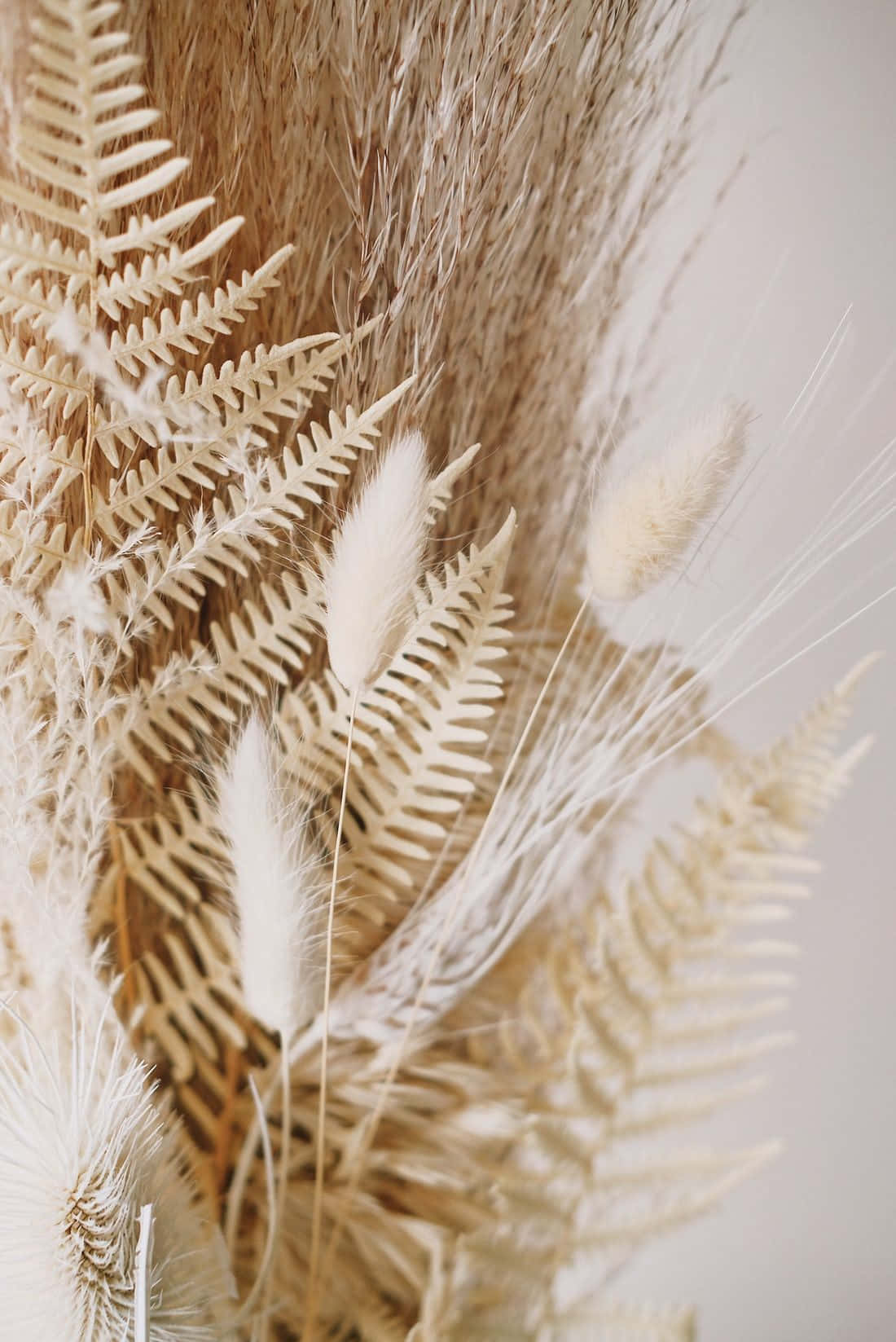 Dried Fern Leaf And Pampas Grass Background