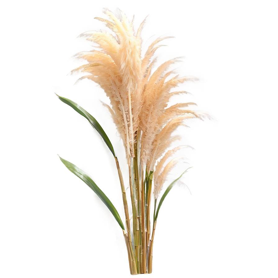 Download Pampas Grass C | Wallpapers.com