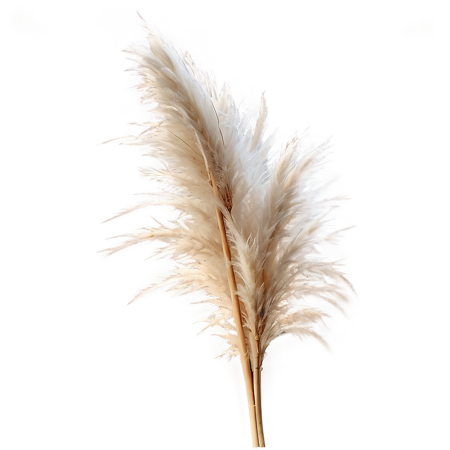 Pampas Grass D PNG