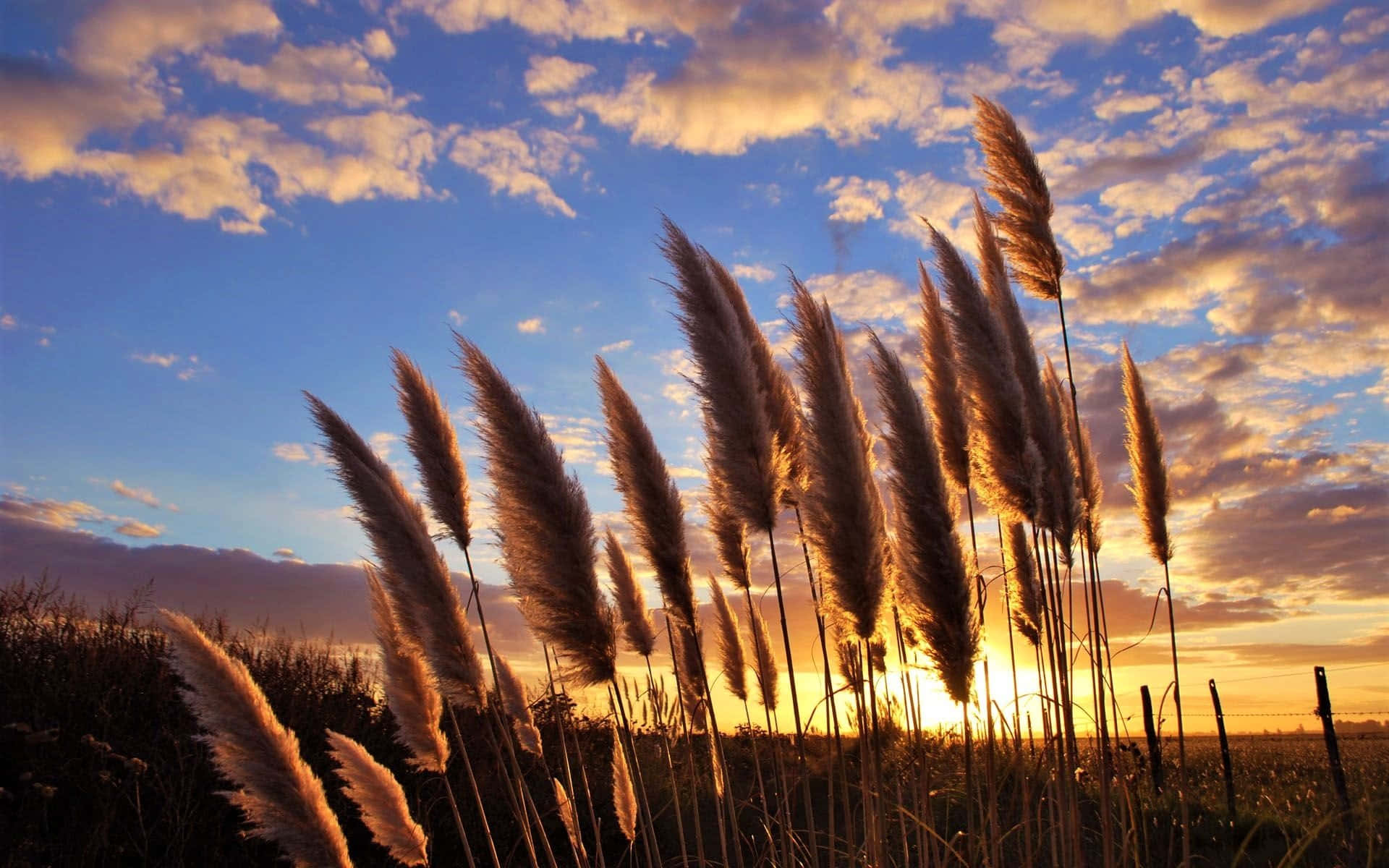 Bright and vibrant pampas grass blowing in the wind Wallpaper
