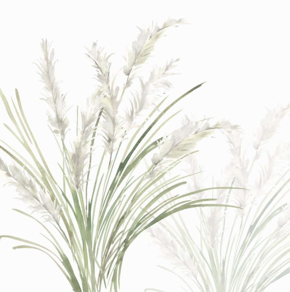A Painting Of A White Grass On A White Background Wallpaper