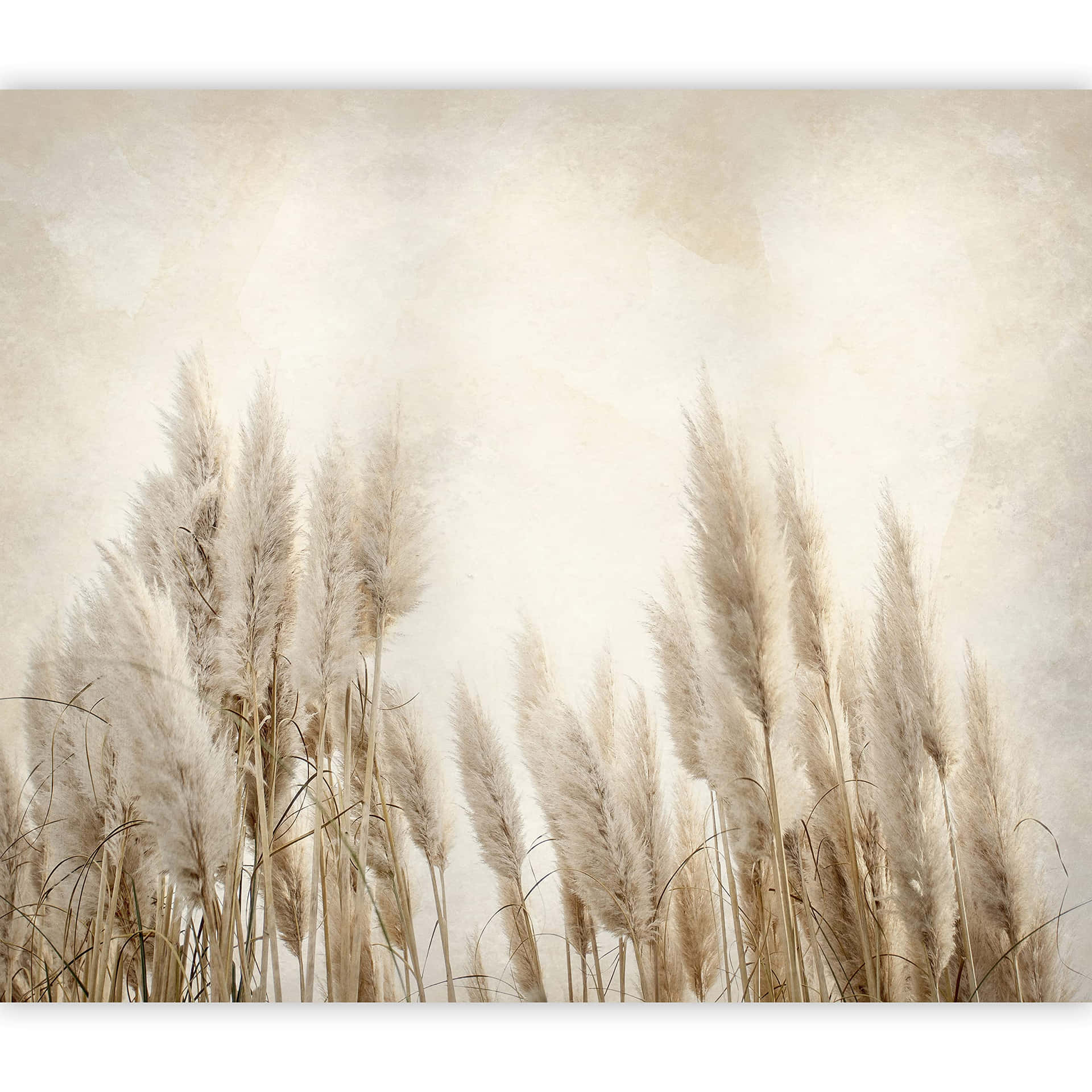 Blowing in the Wind - Pampas Grass Wallpaper