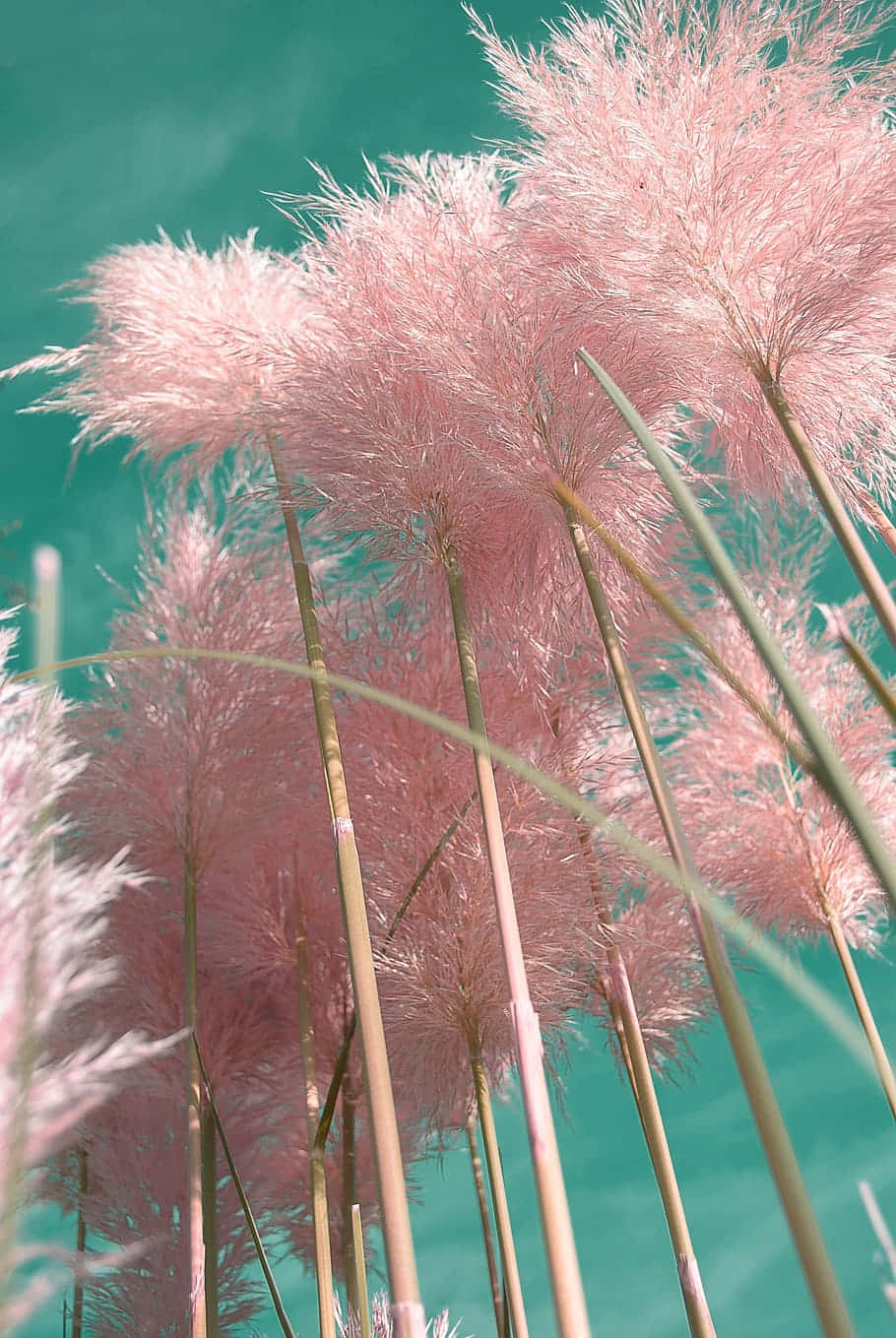 Pink Grass In The Sky Wallpaper