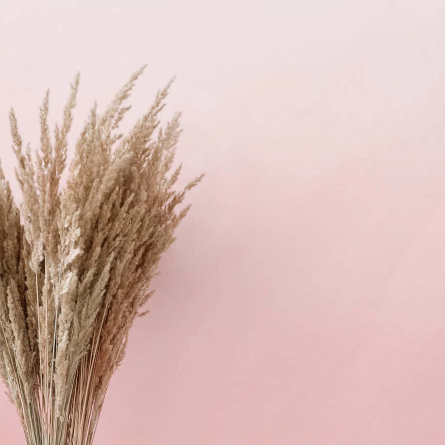 Pampas Grass Pink Ombre Background Wallpaper