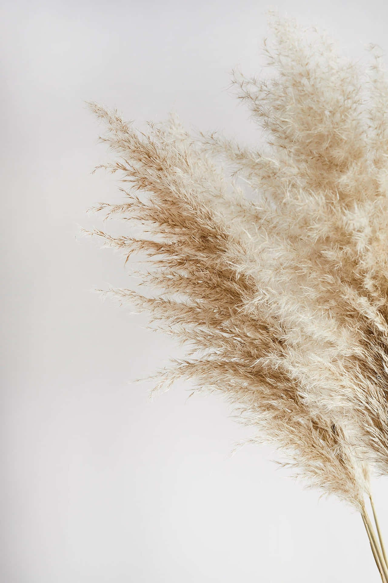 A Vase Of Dried Grass On A White Background Wallpaper