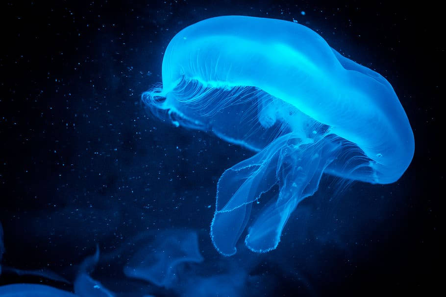 Panasonic Neon Blue Jellyfish Wallpaper
