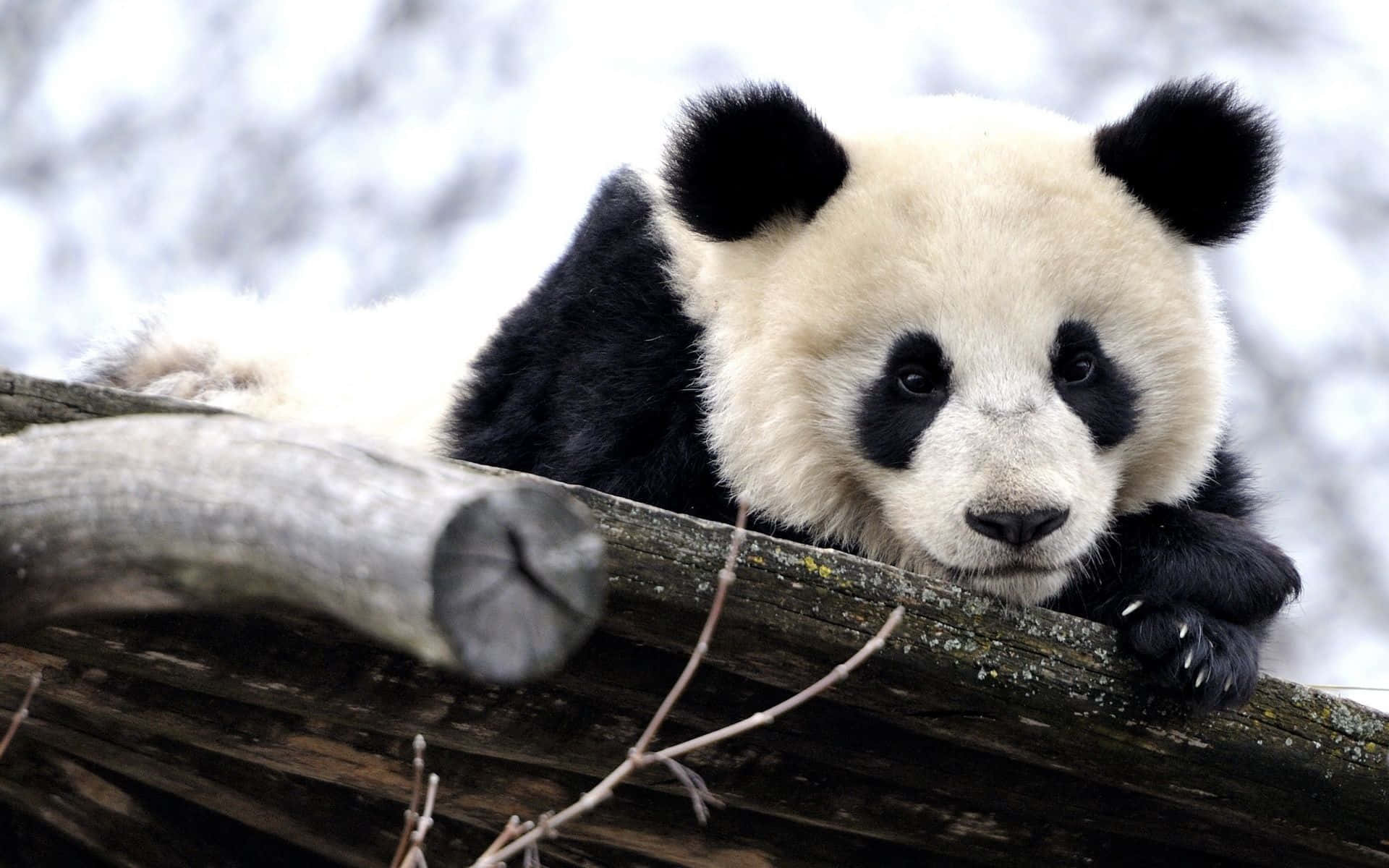 A Group Of Bamboo-loving Giant Pandas Enjoying The Shade
