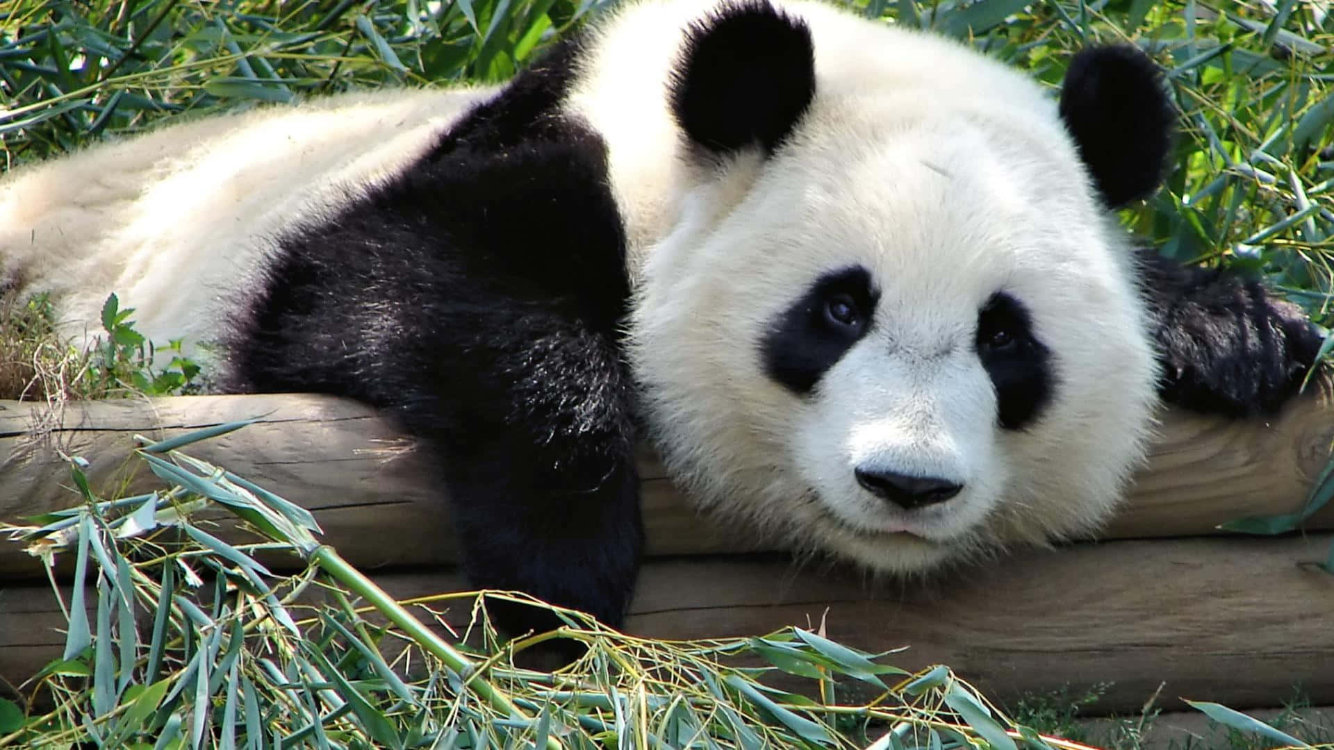 A Panda Bear Laying On A Wooden Log