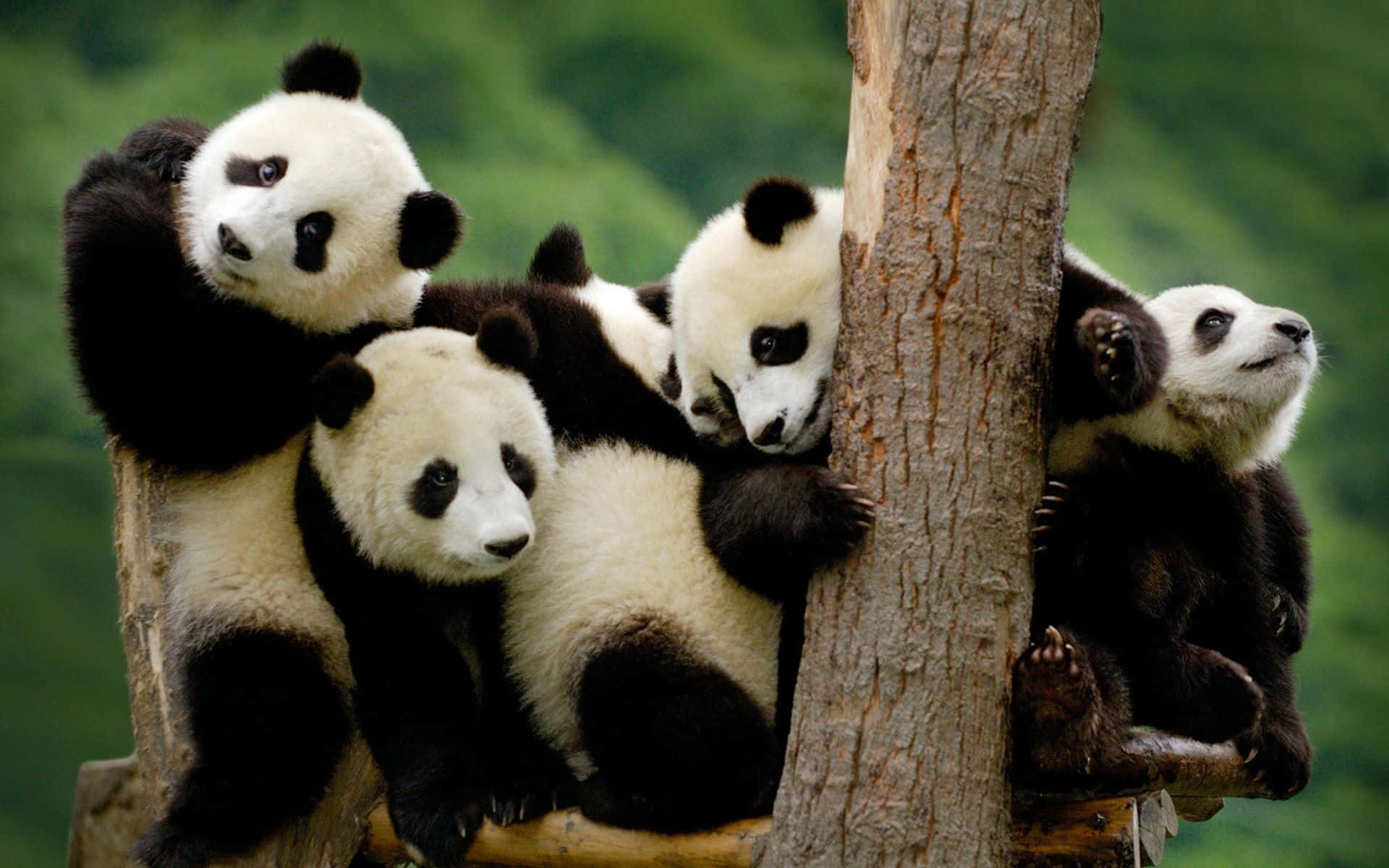Kleinerroter Panda Hilft Beim Feiern Des Welt-wildtiertages.