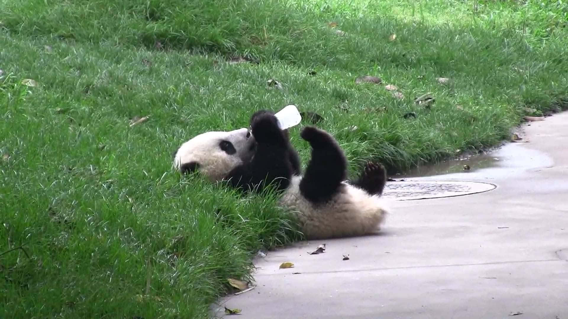 A beautiful panda enjoying some rest and relaxation in a natural outdoor setting.