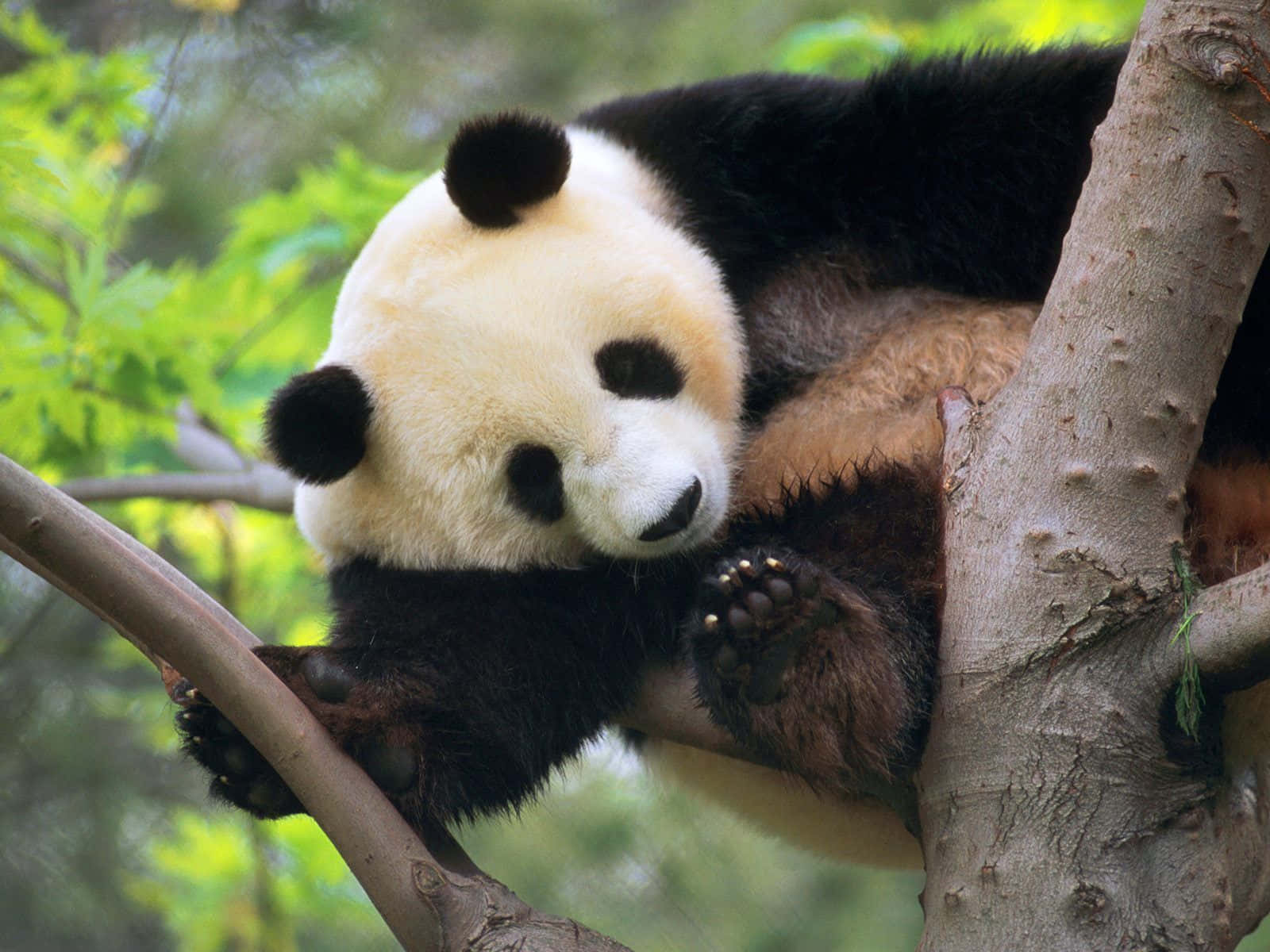Einwunderschönes Schwarz-weiß-porträt Eines Pandas