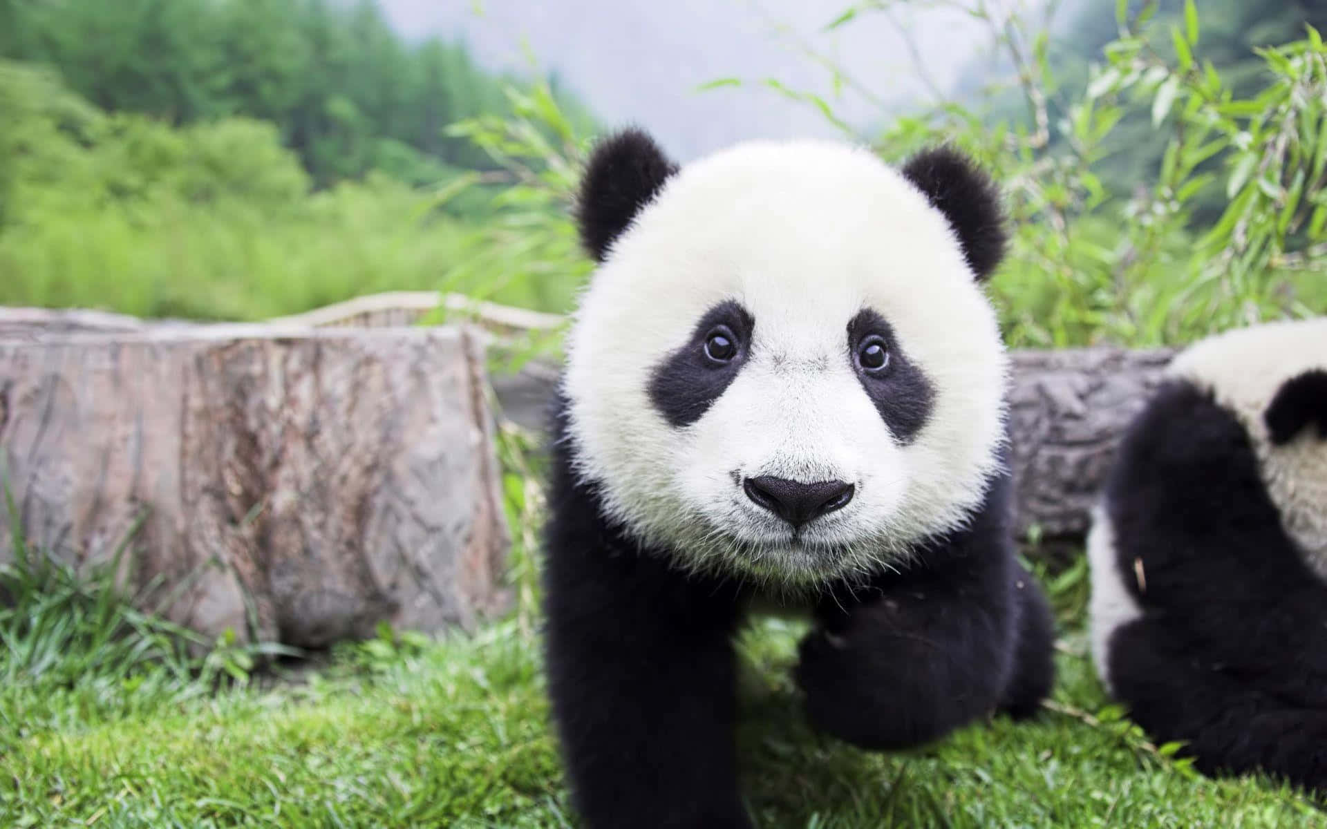Adorable Panda Enjoys Time in Nature