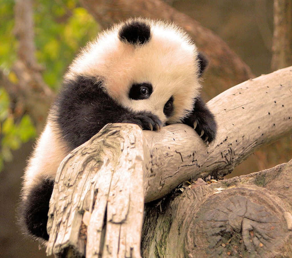 A panda relaxing in its natural habitat