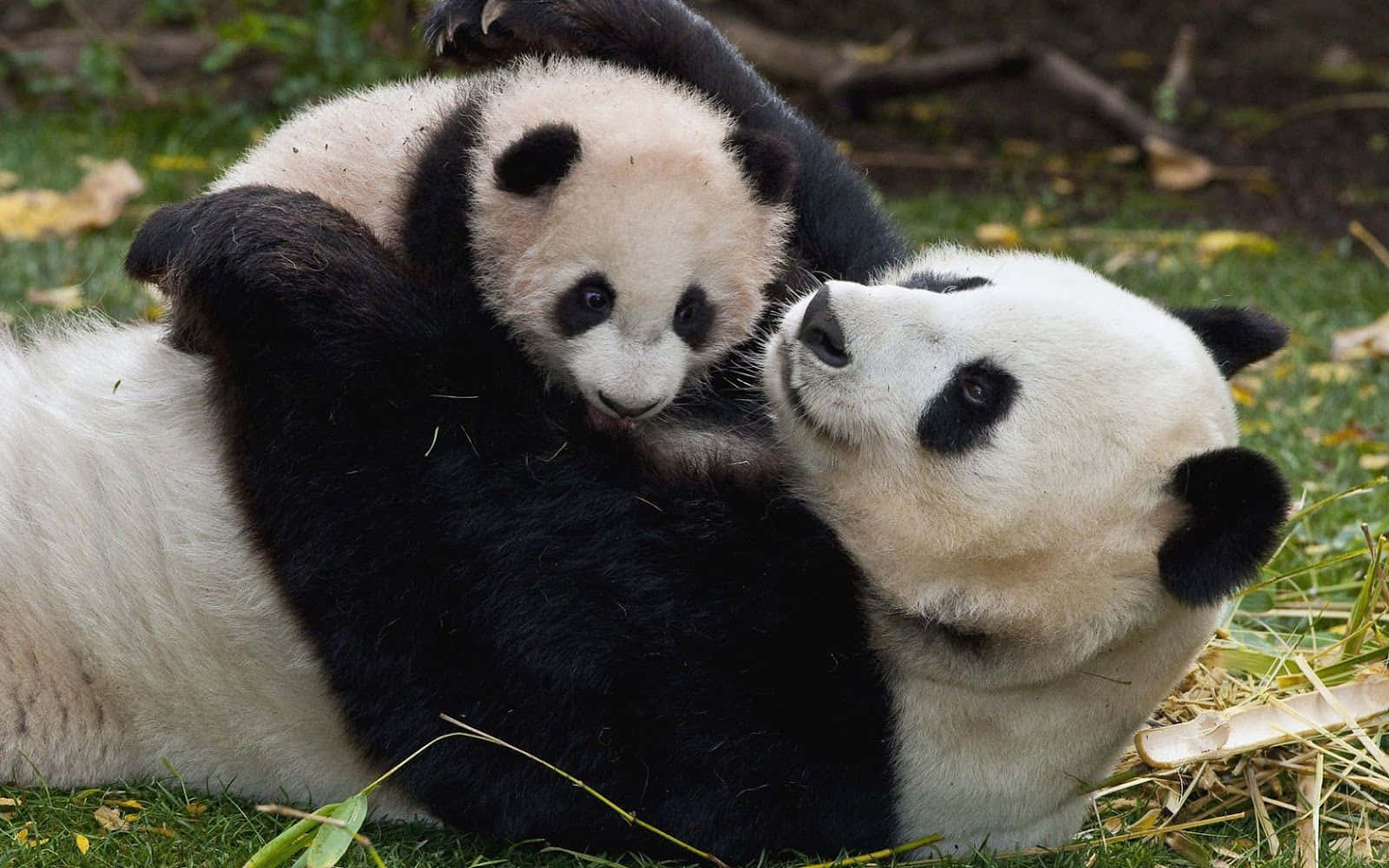 Enbedårande Panda Som Äter Löv På Toppen Av En Kulle.