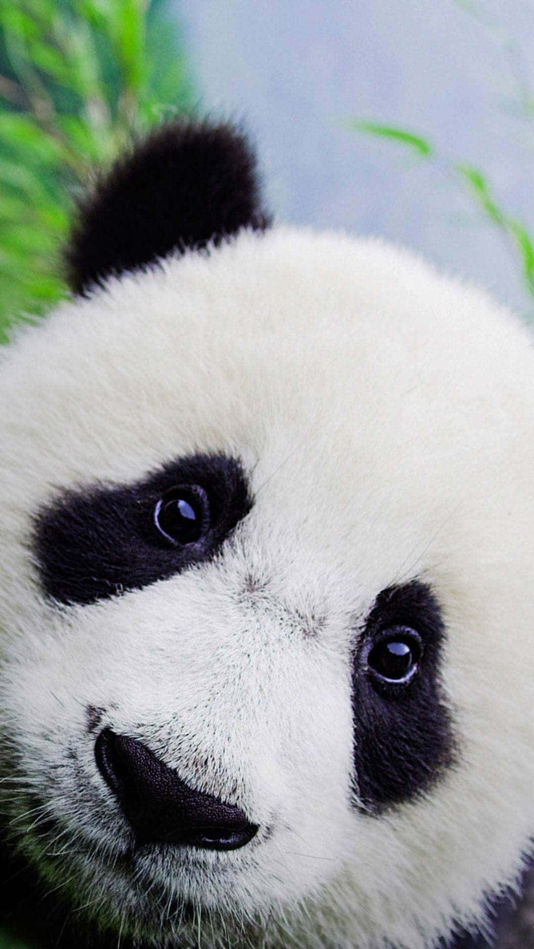 Enhvid Panda Sidder På En Sten