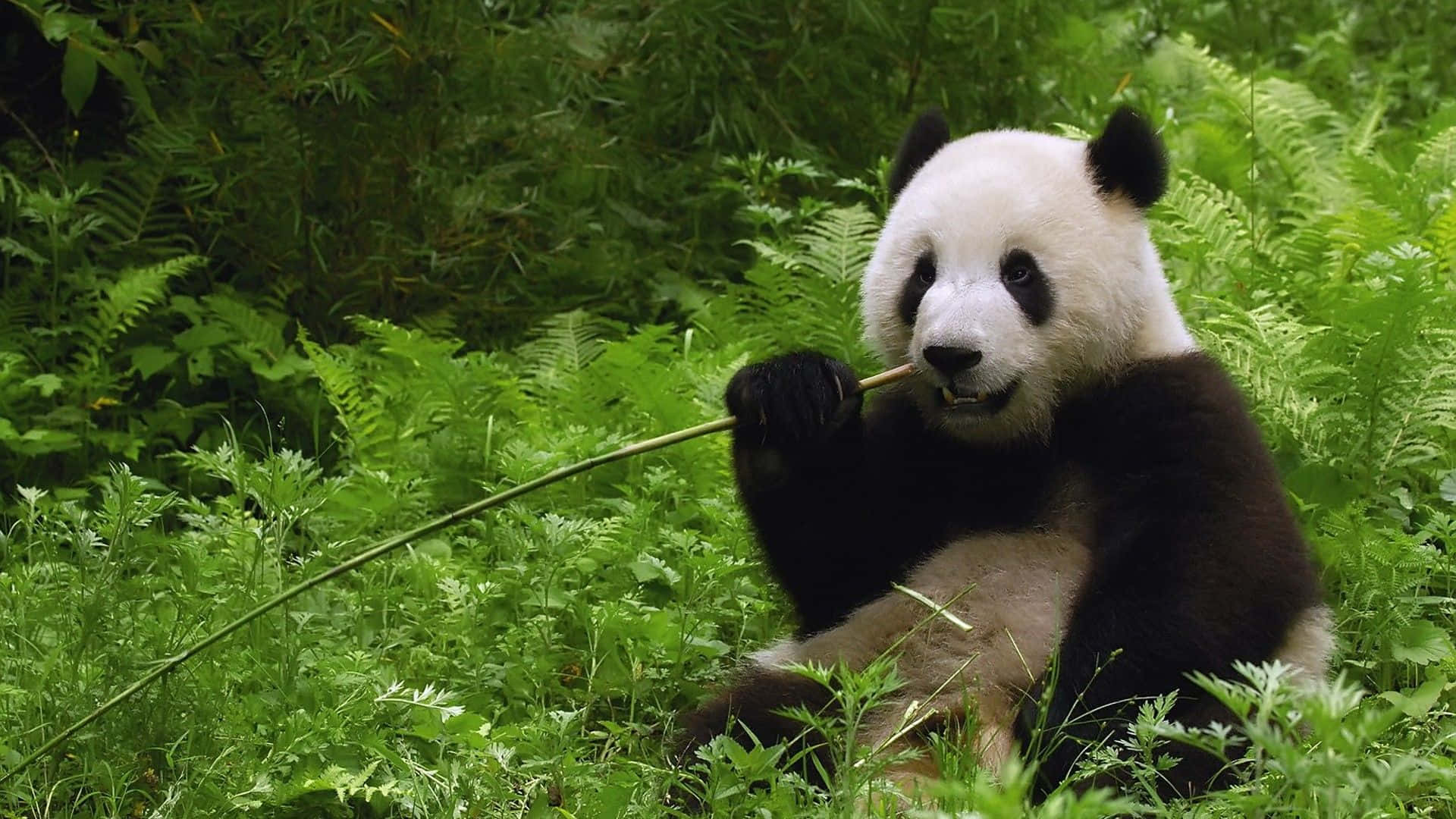 Empé: Um Lindo Panda Gigante
