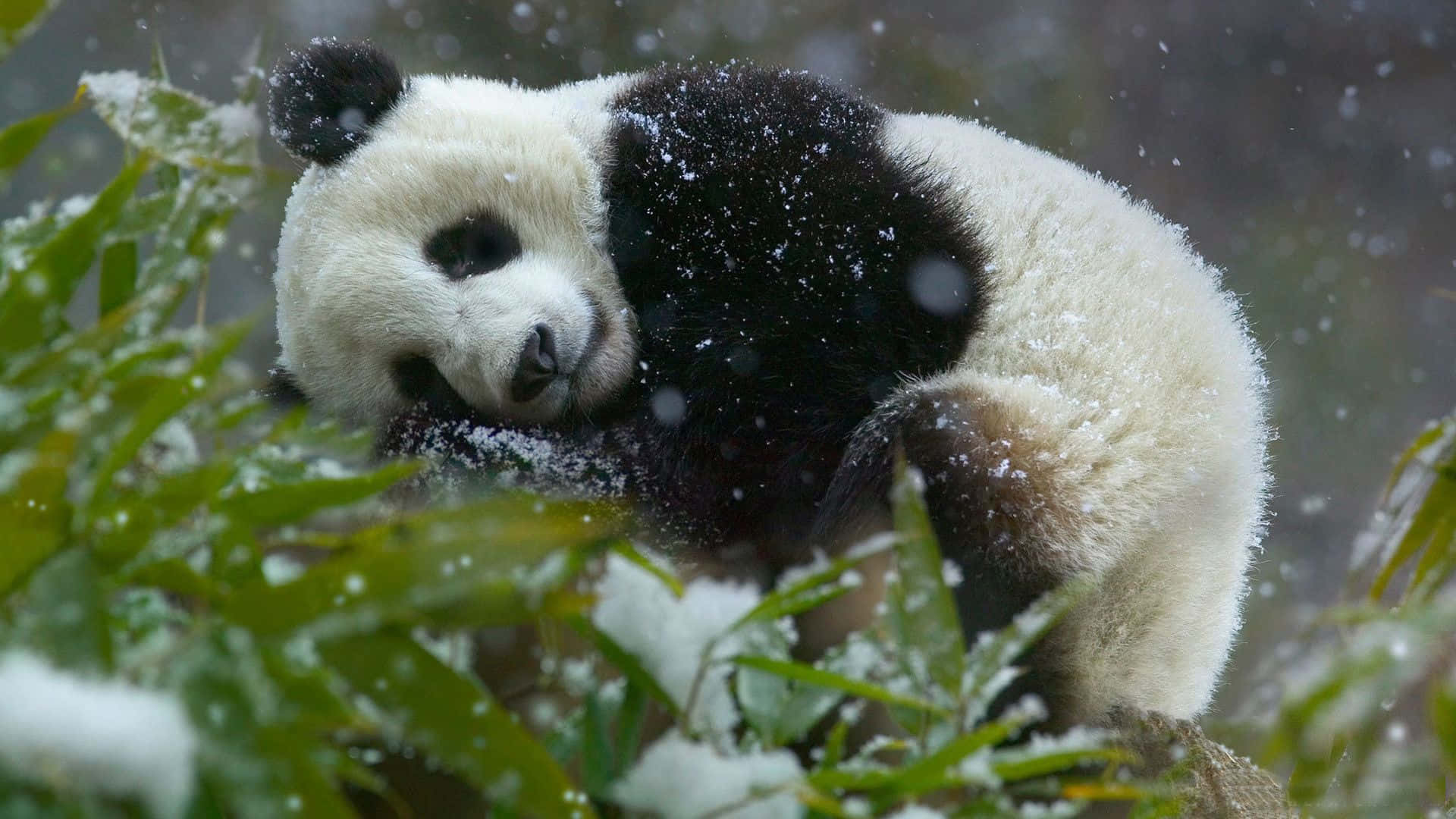 Ensød Panda Slapper Af I En Bambusskov.