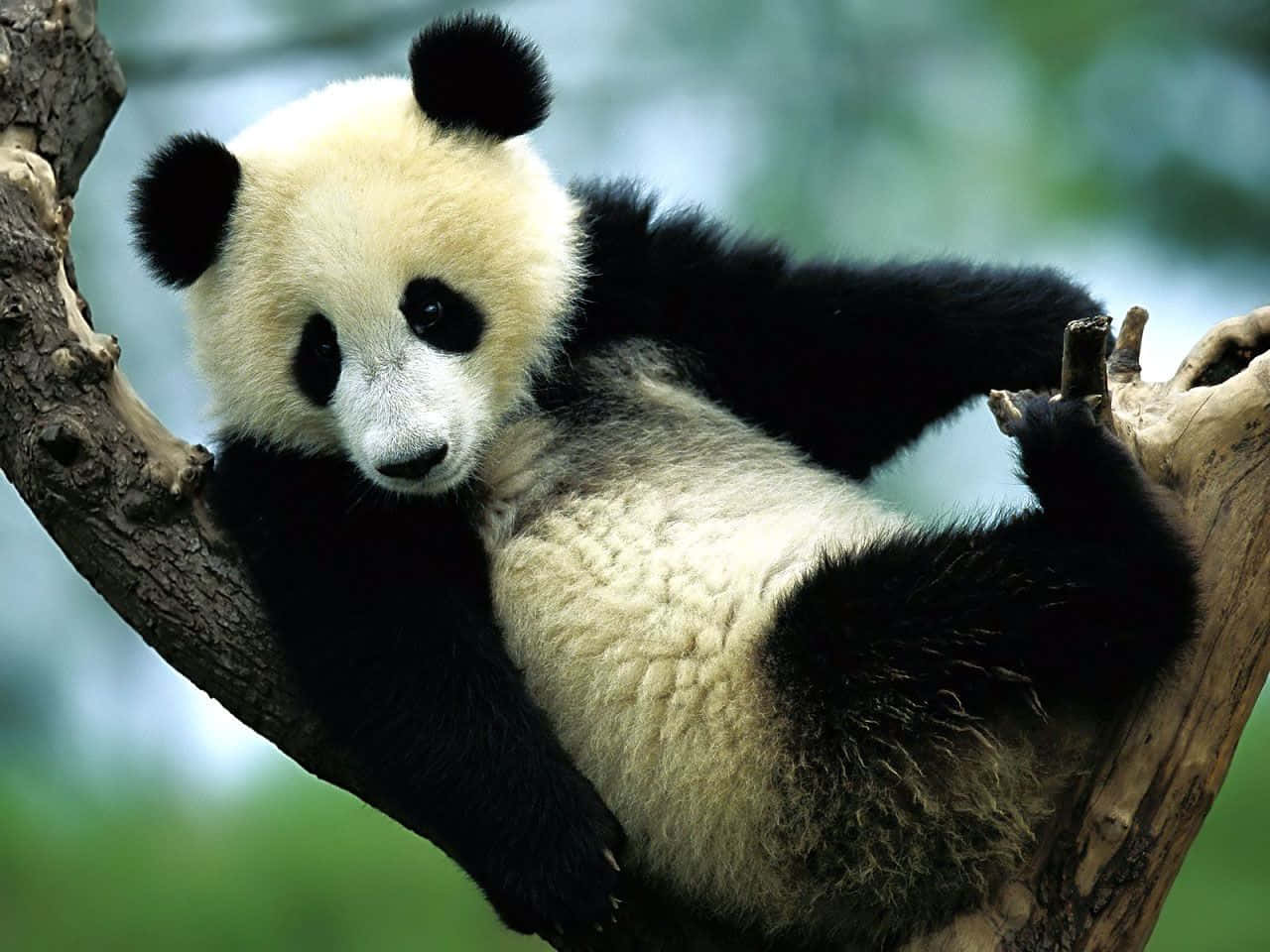 Umailustração De Um Panda Gigante Em Seu Habitat Natural