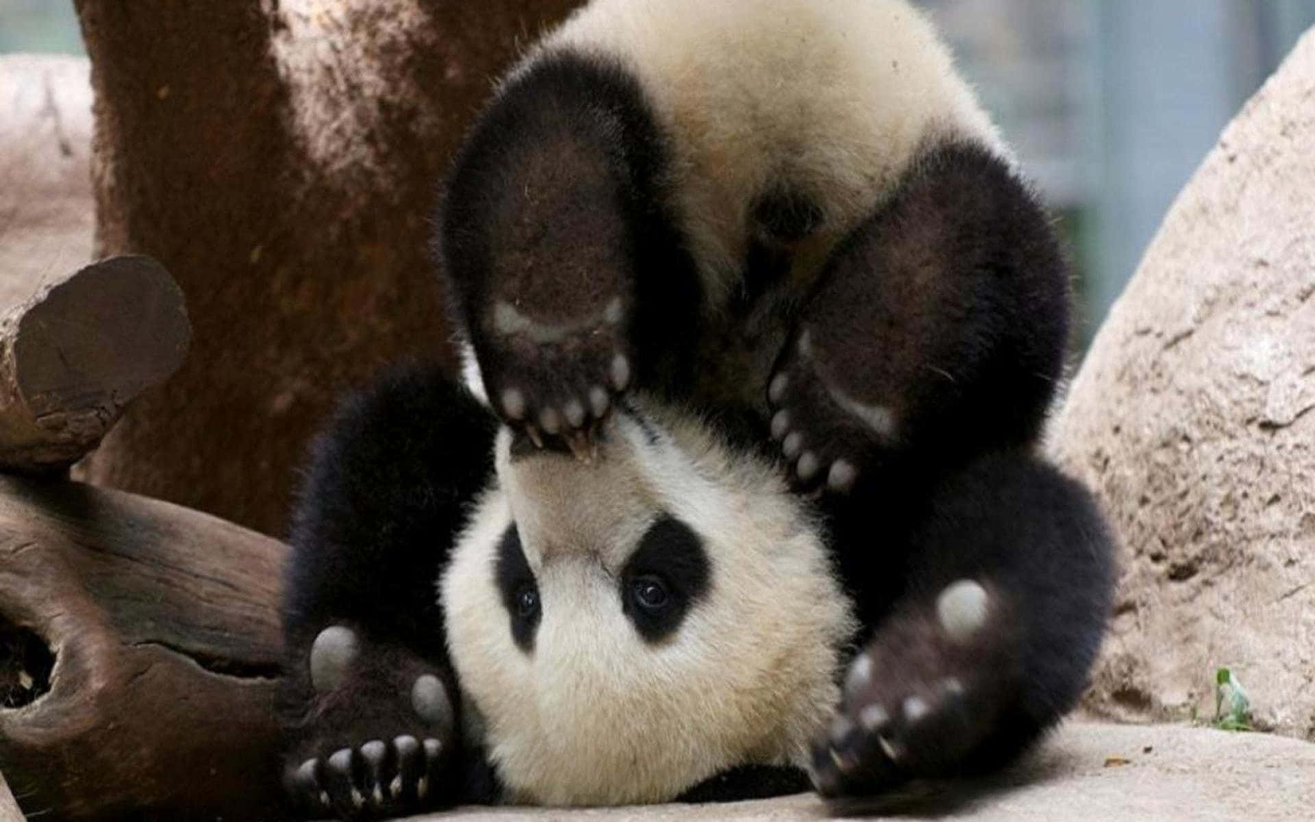 Sötbebis-panda Äter Bambu Och Sträcker Sina Armar