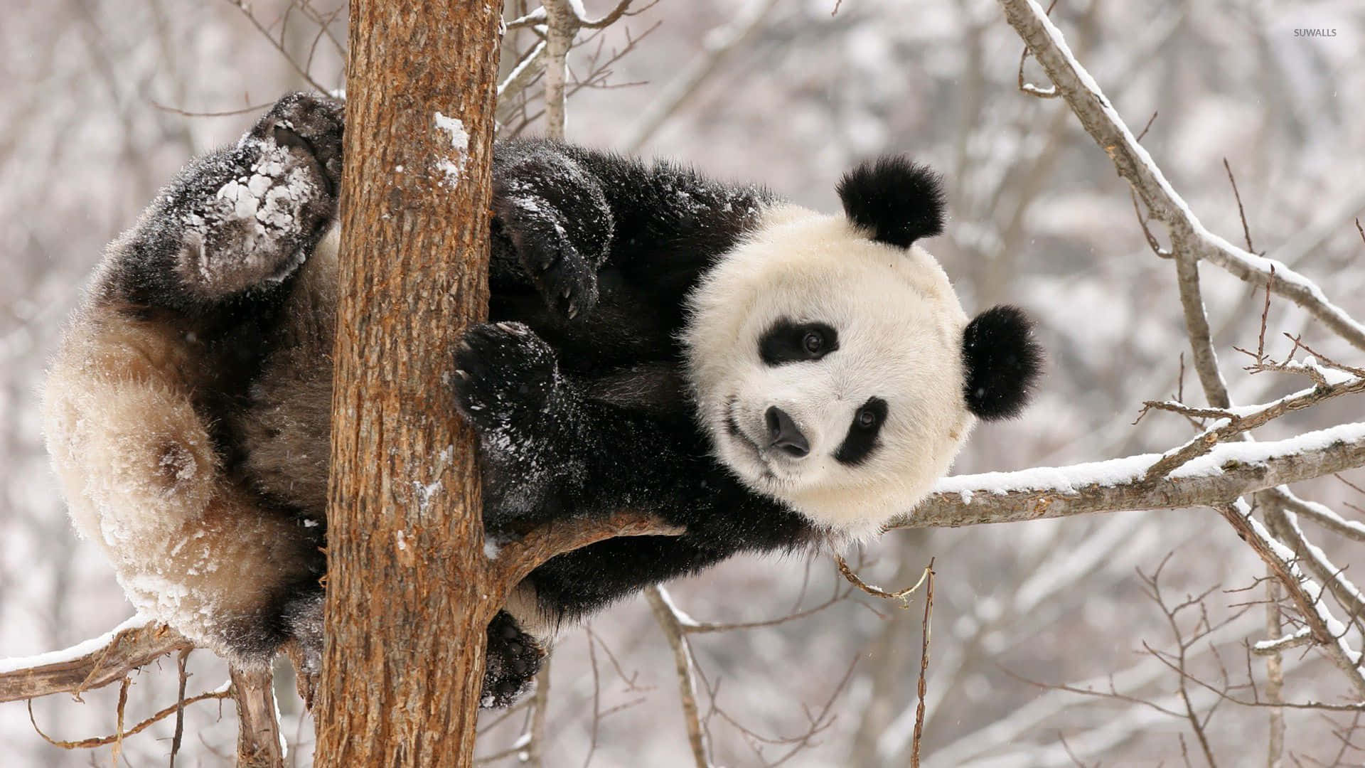 Niedlichstesbaby-panda Im Wald
