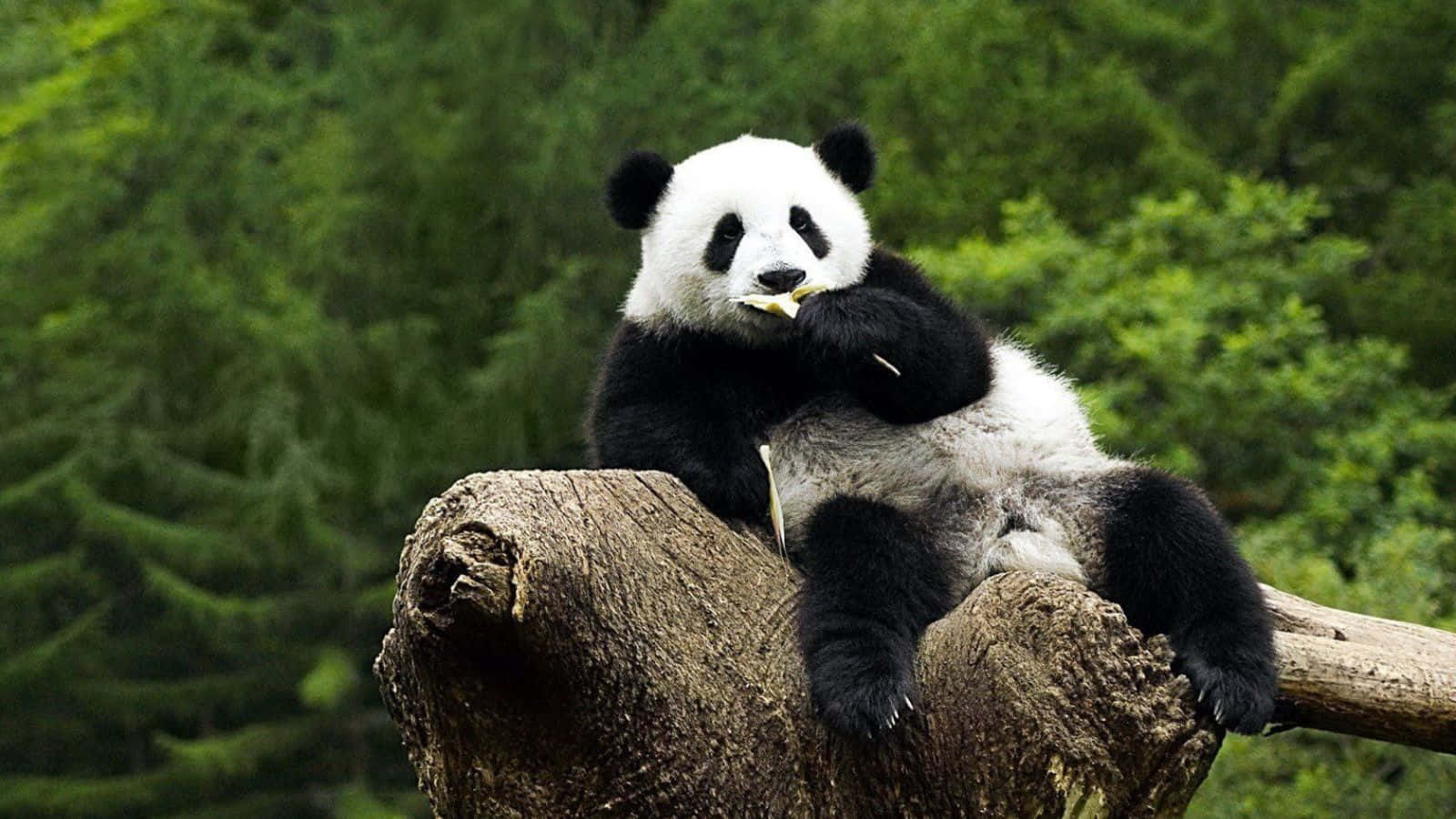 Visãoúnica De Um Panda Comendo Bambu Na Natureza Selvagem.