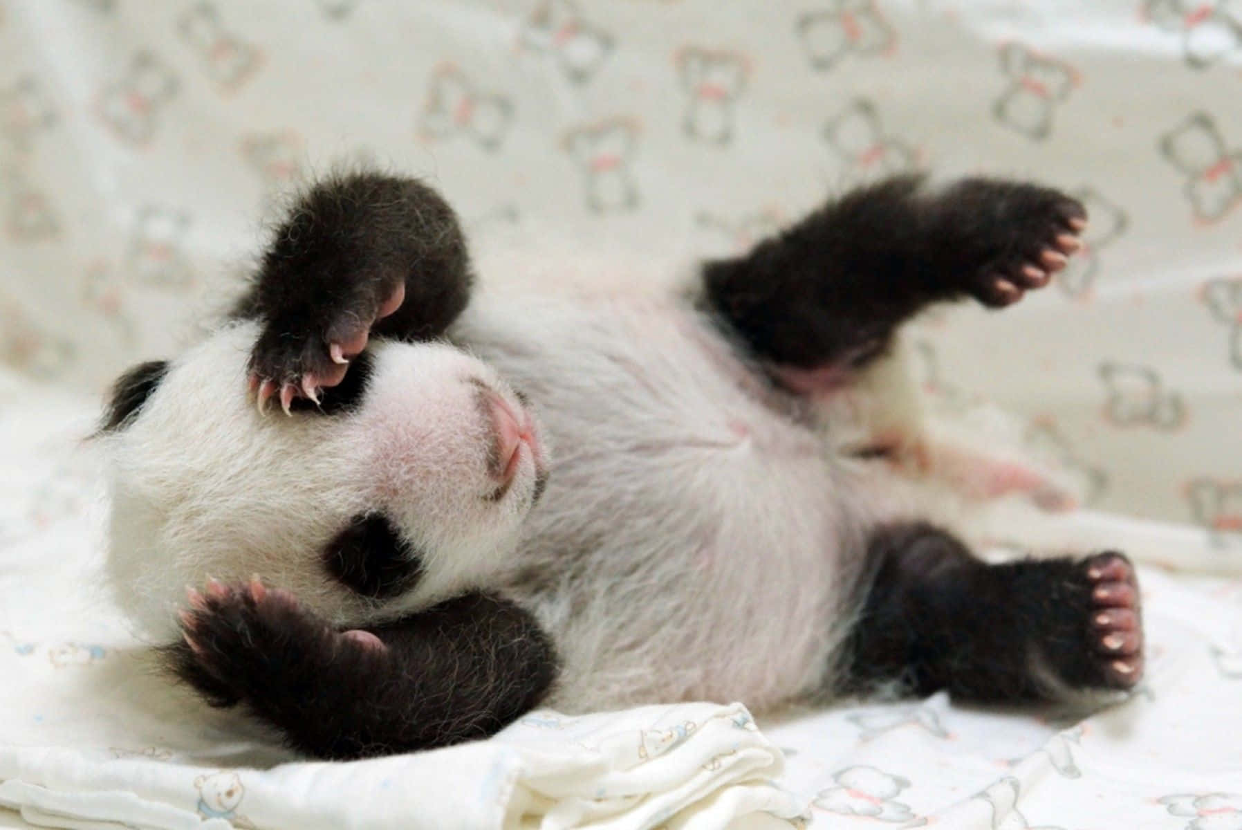 Панда сколько детенышей. Детёныш панды новорожденный. Новорождённый денетыш панды. Детёныши панды Новорожденные. Новорожденный Медвежонок панды.