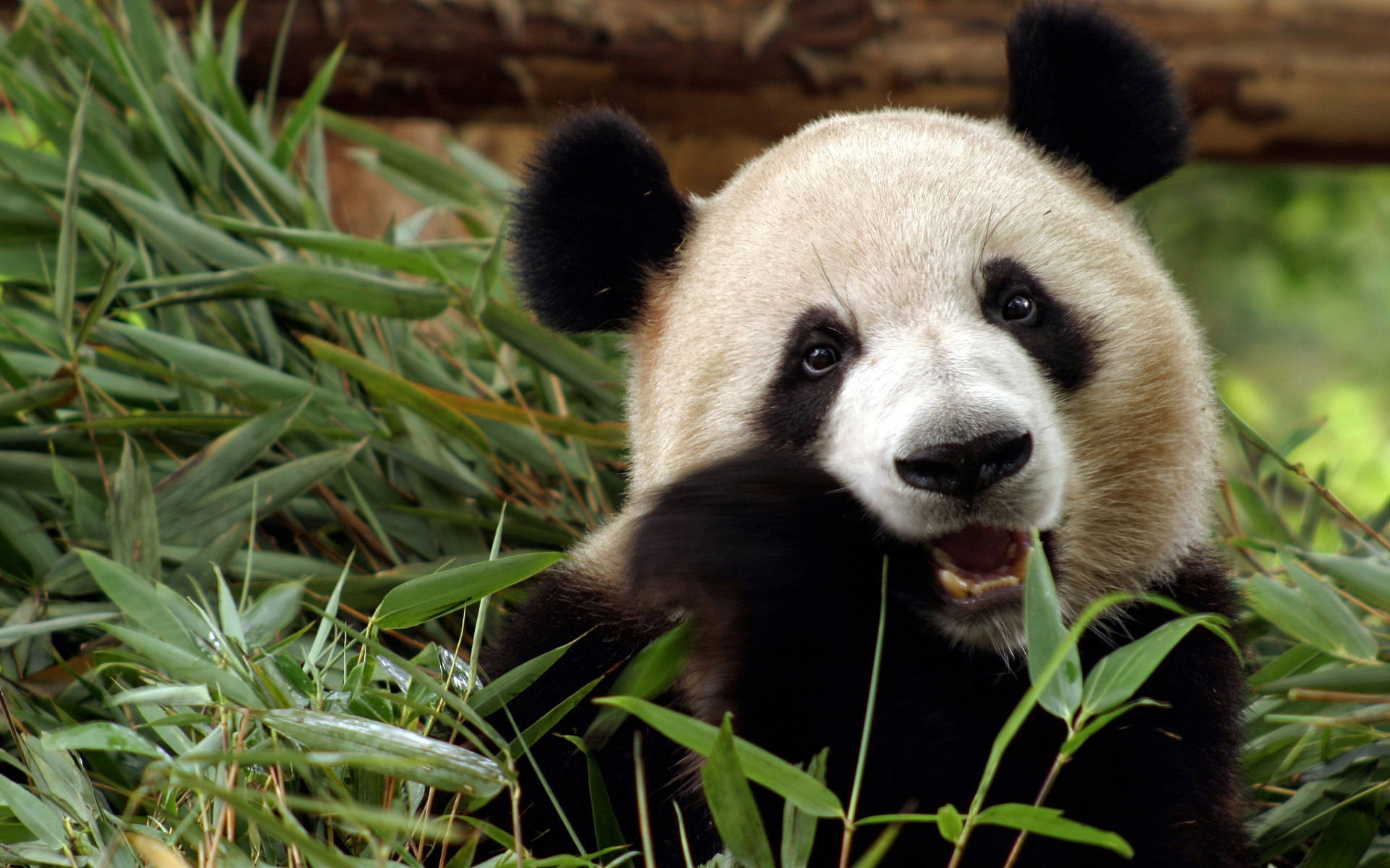 A panda bear happily eating bamboo Wallpaper