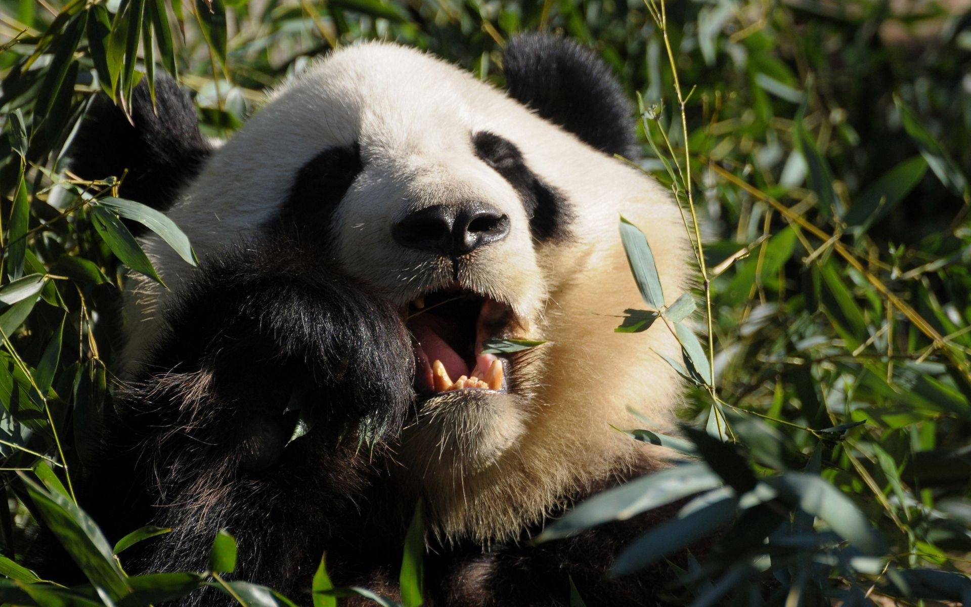 Panda Chewing Food Close-up Background