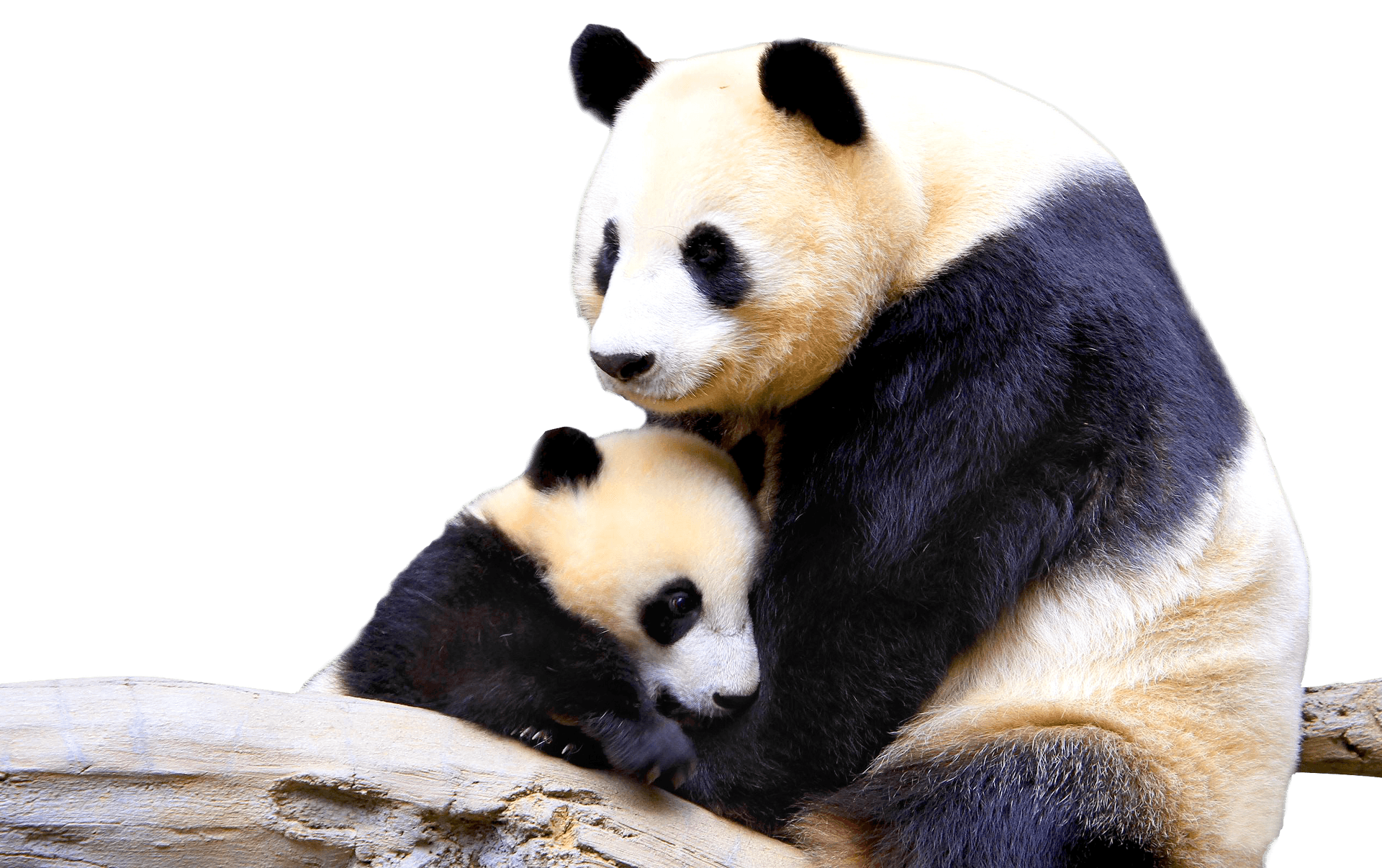 Panda Cuband Parent Embrace PNG