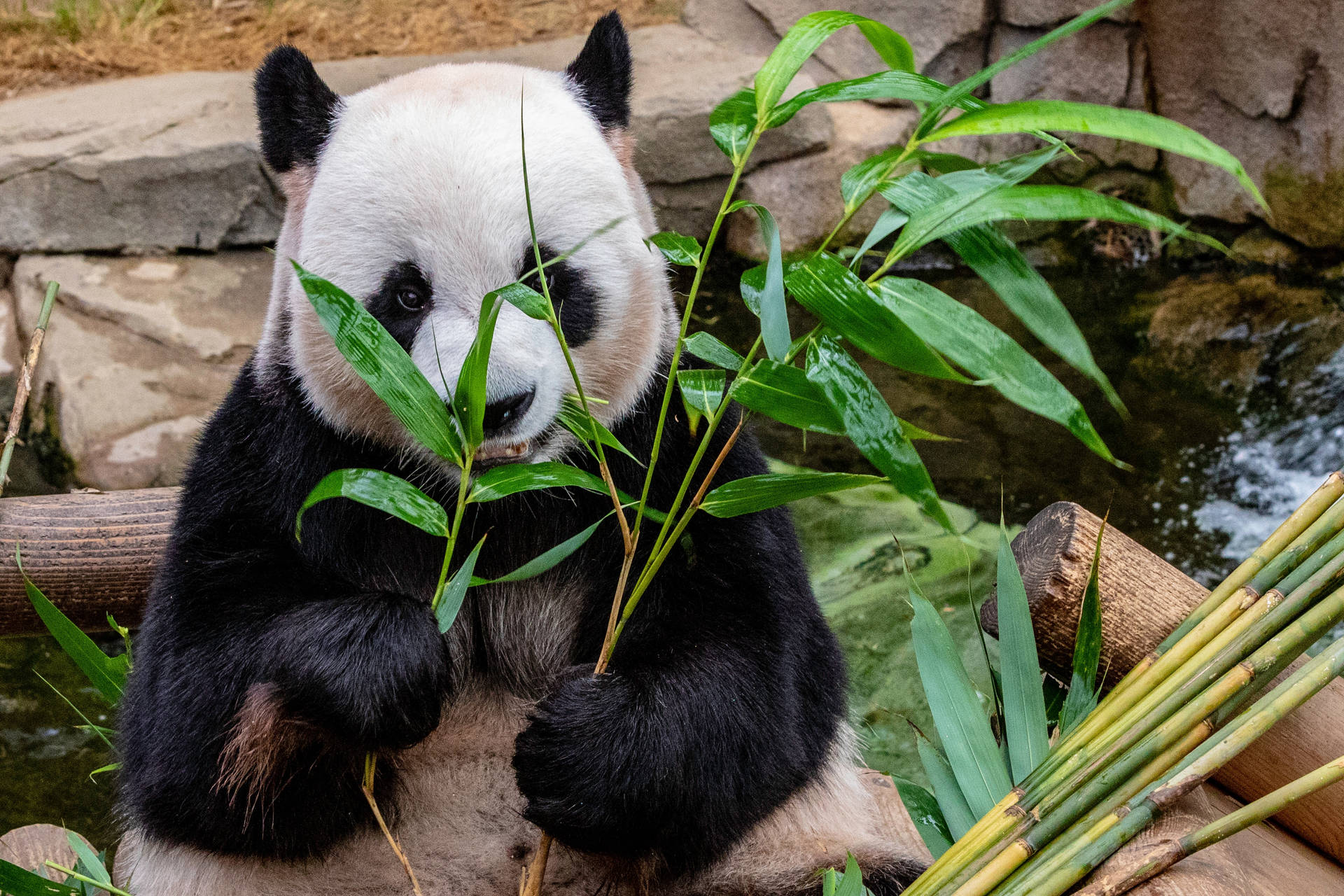 Panda Eating Bamboo Wallpaper
