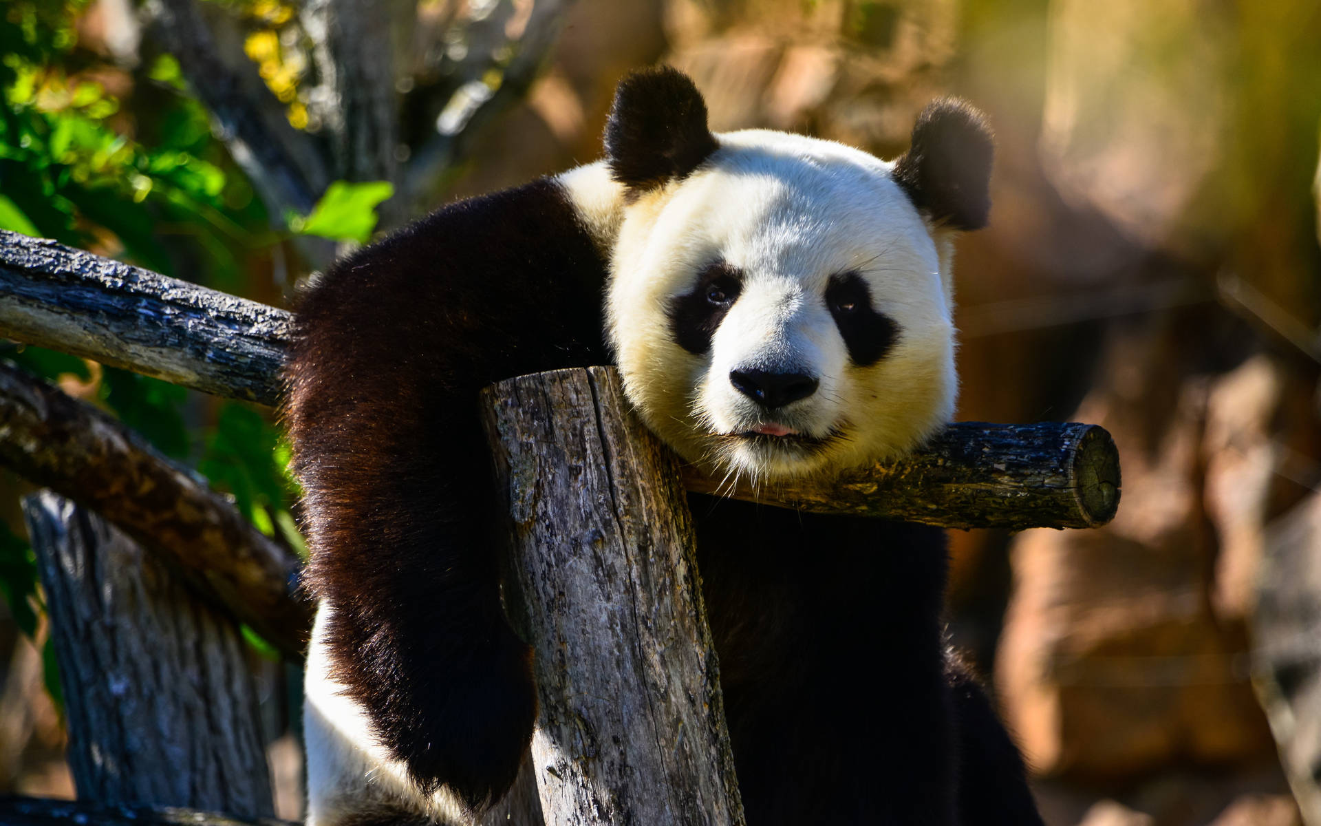 Panda Glad Og Afslappende Wallpaper