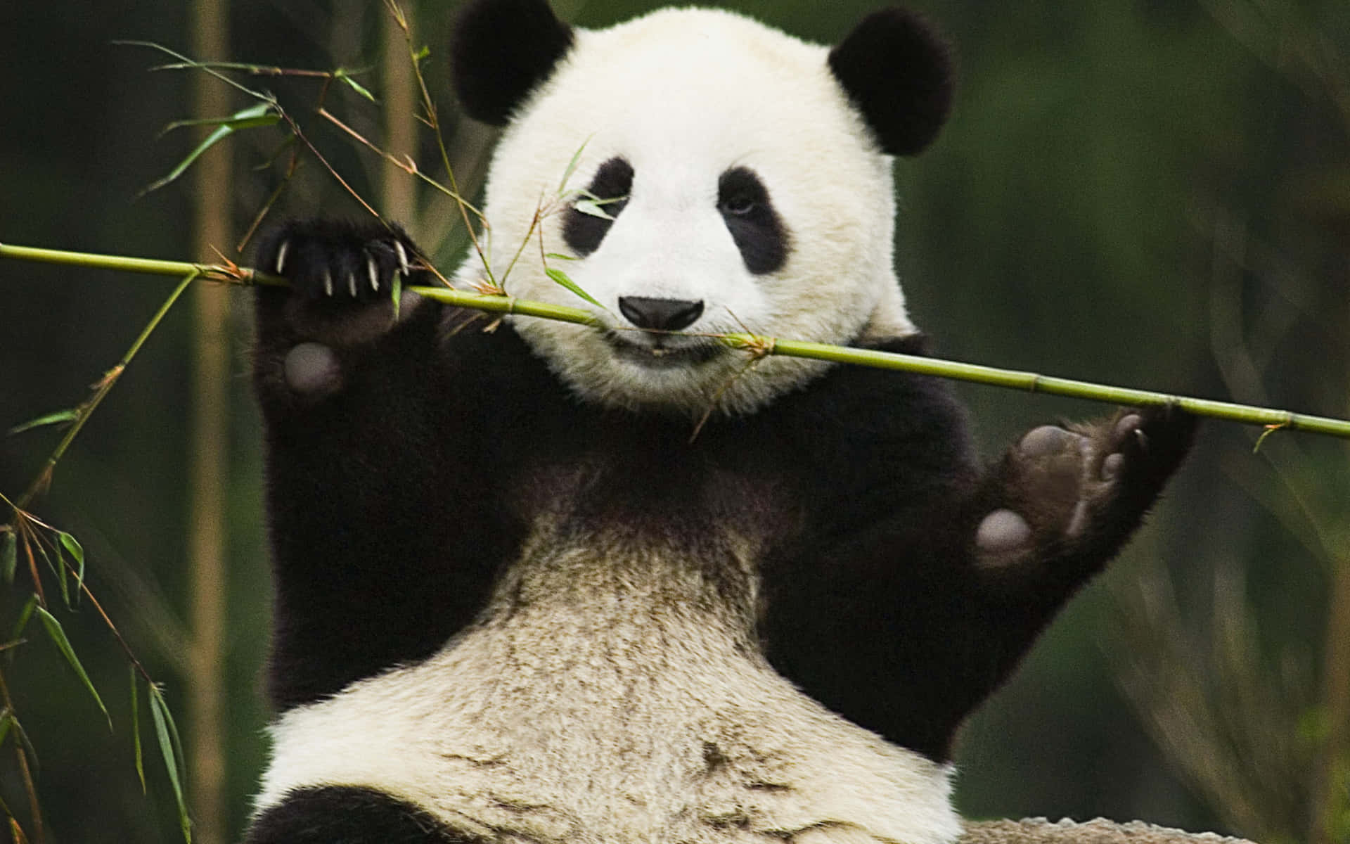 Panda Eating A Bamboo Stem Laptop Wallpaper