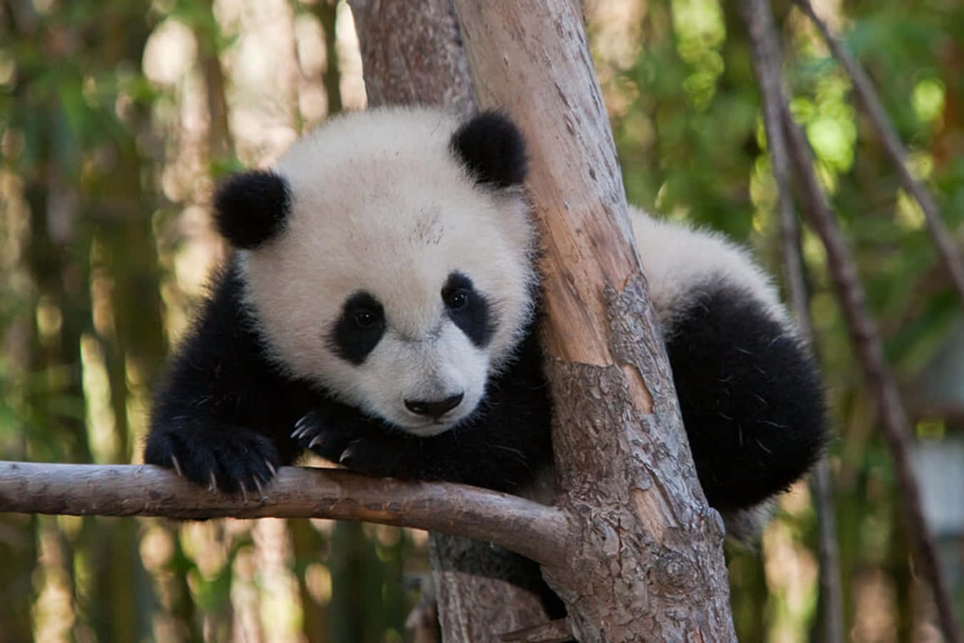 “Endangered Giant Panda Bears Enjoying Their Natural Habitat in China”