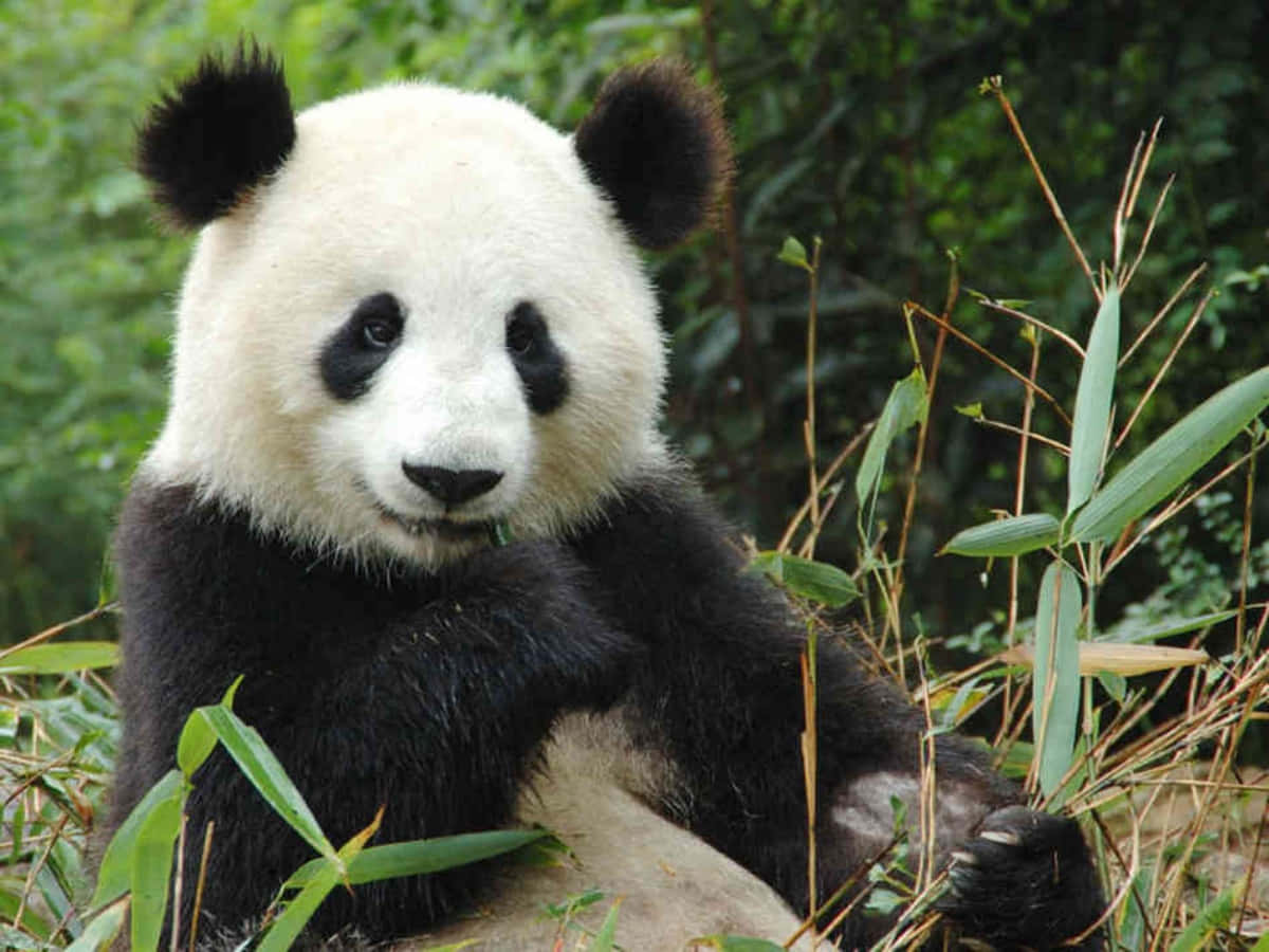 Lindoy Peludo Panda Comiendo De Una Caña De Bambú.