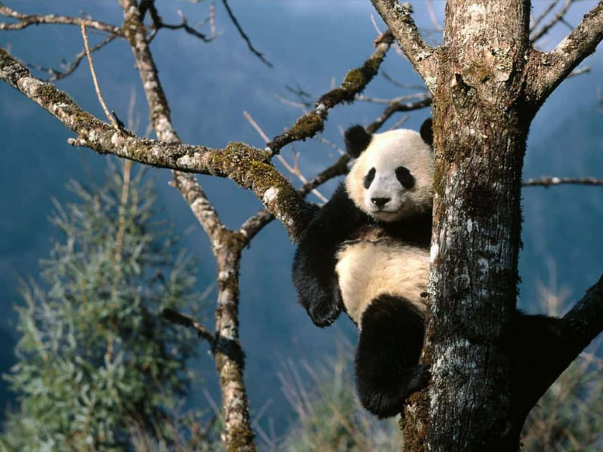 A Baby Panda Sitting Among Lush Bamboo Forests.