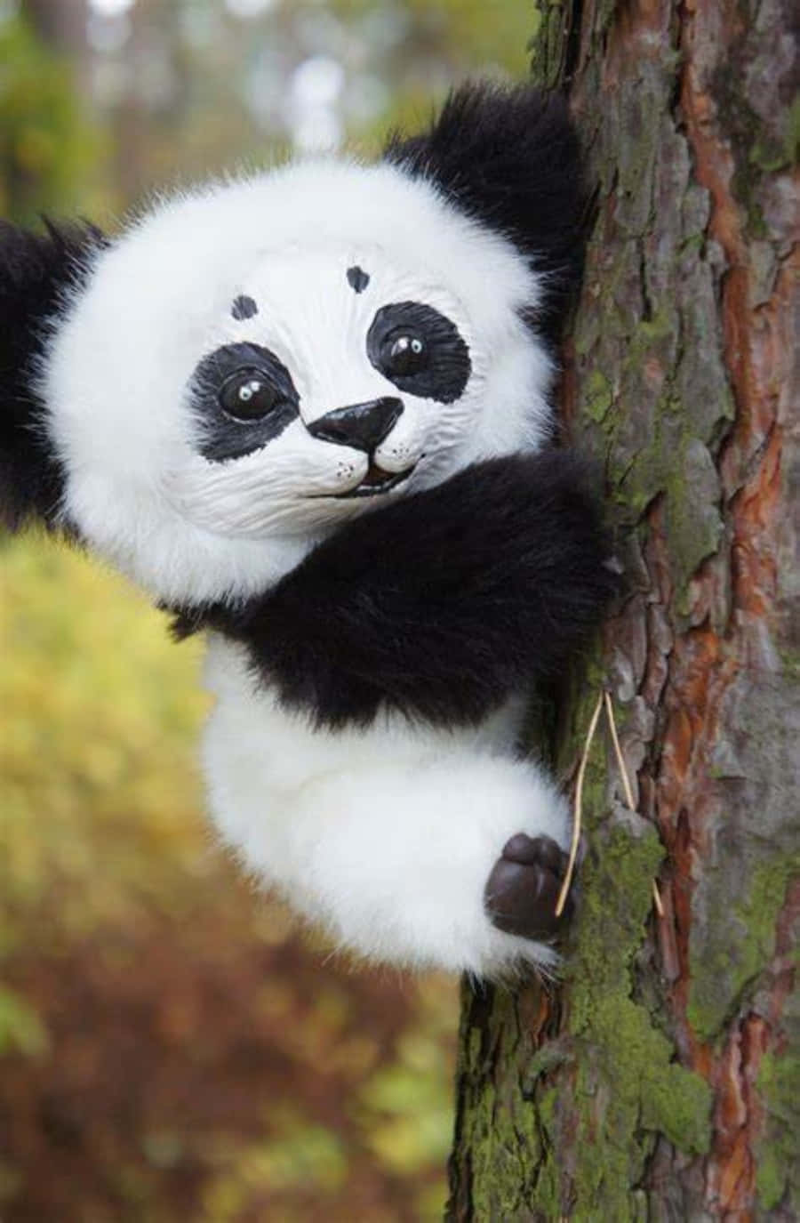 Enung Röd Panda Klättrar Upp I Ett Träd