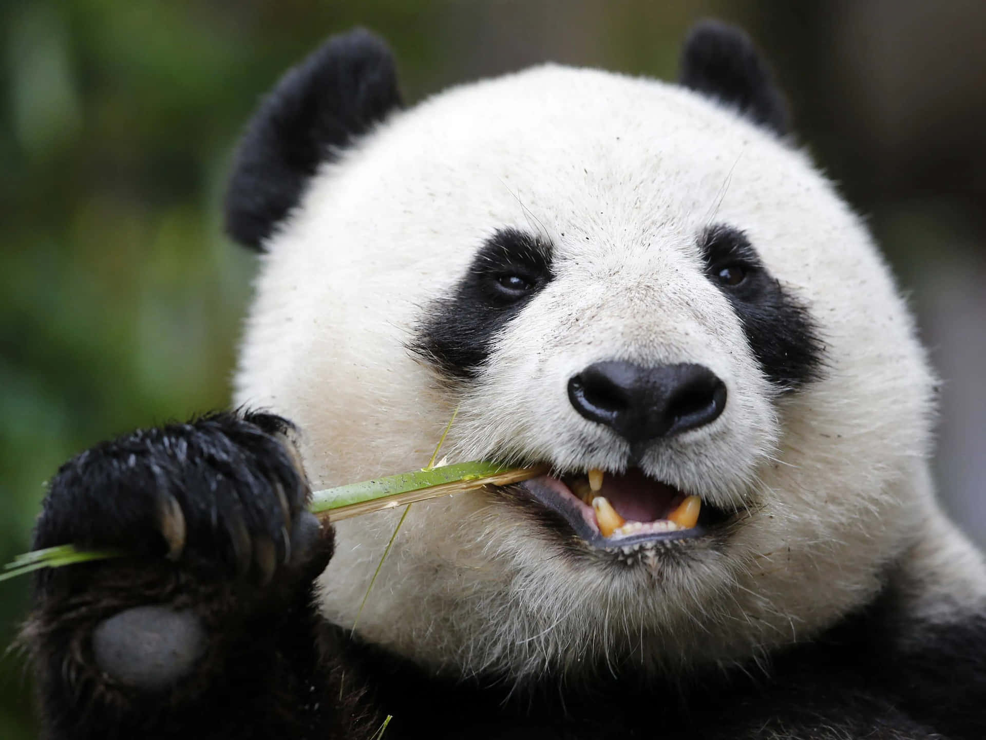 A playful black and white panda bear enjoying a snack in its habitat