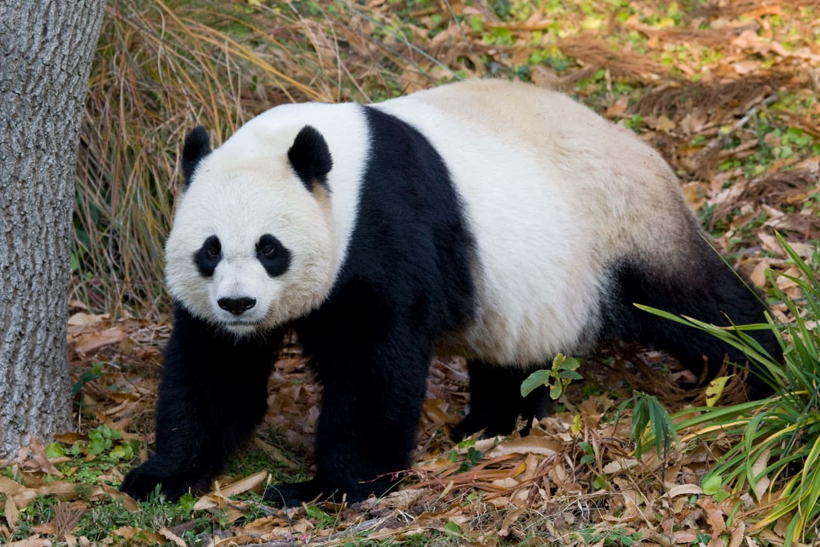 Unlindo Panda Gigante Se Sienta En La Hierba Y Mira Hacia Arriba Al Cielo.