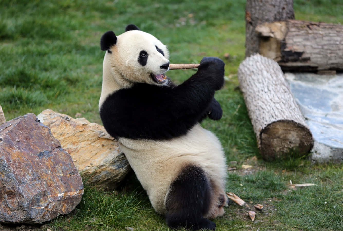 Unvistazo De Cerca A Un Adorable Panda