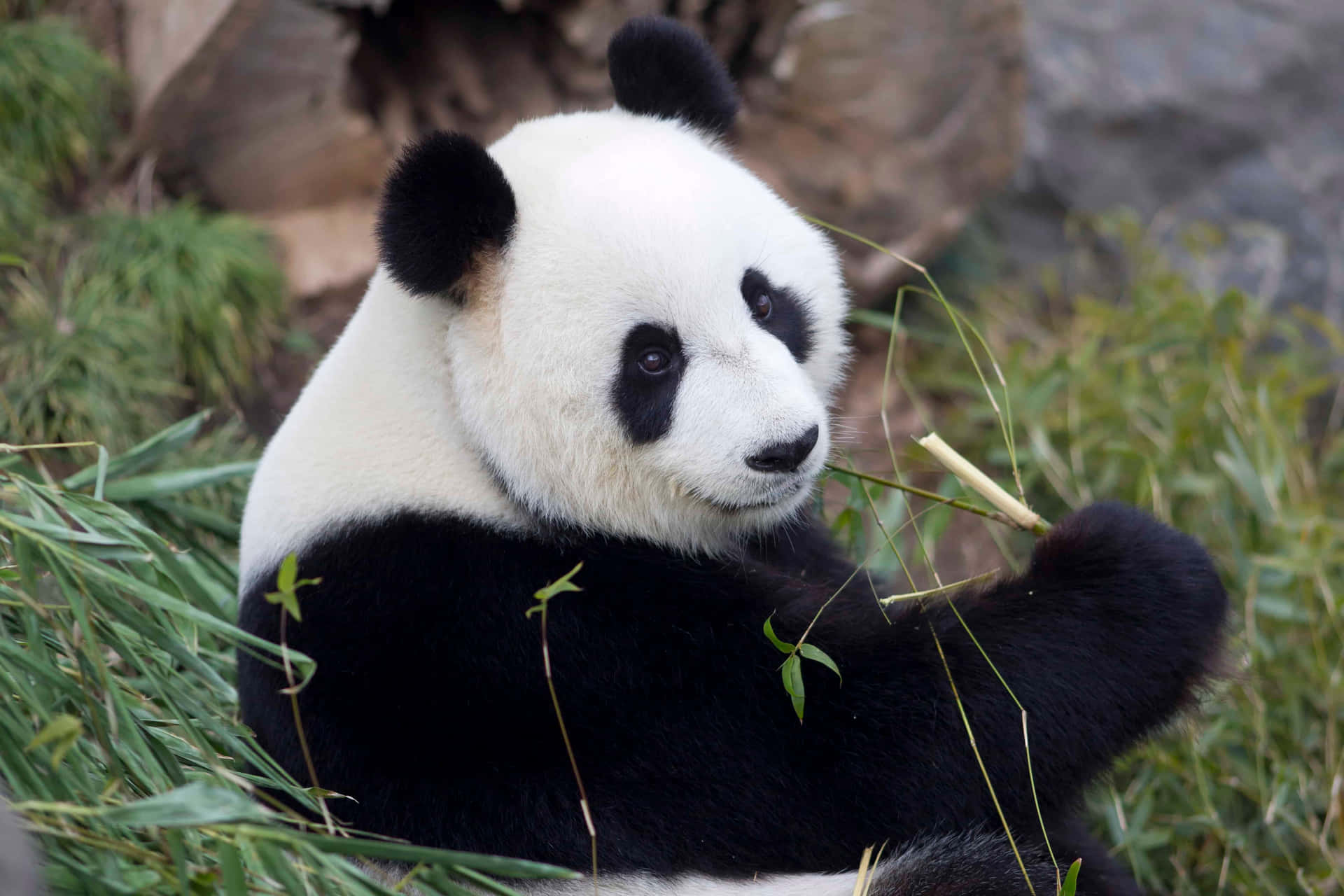 Elsagrado Panda Gigante Descansando En Su Entorno Natural.