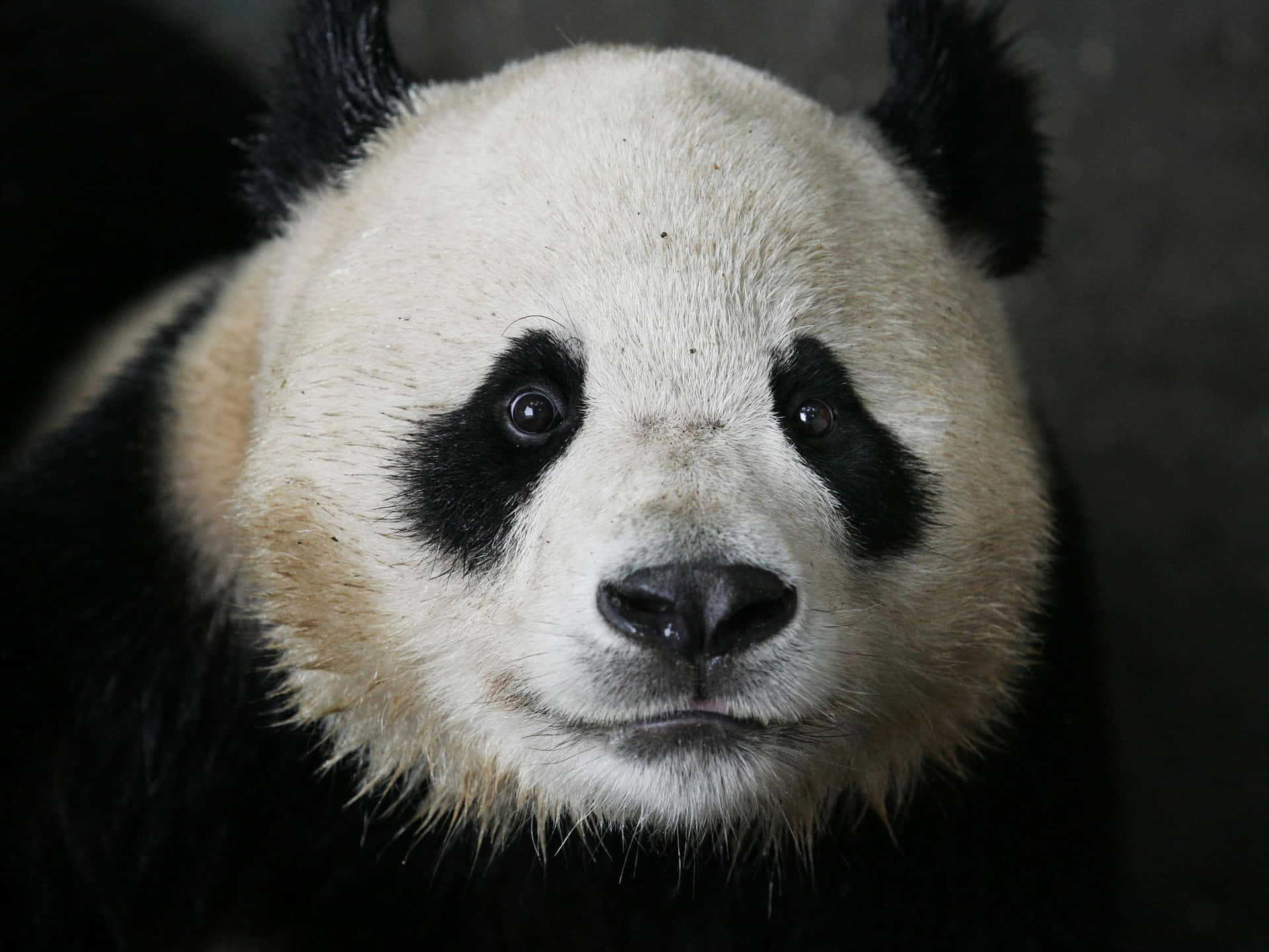 Lekfullbebis-panda