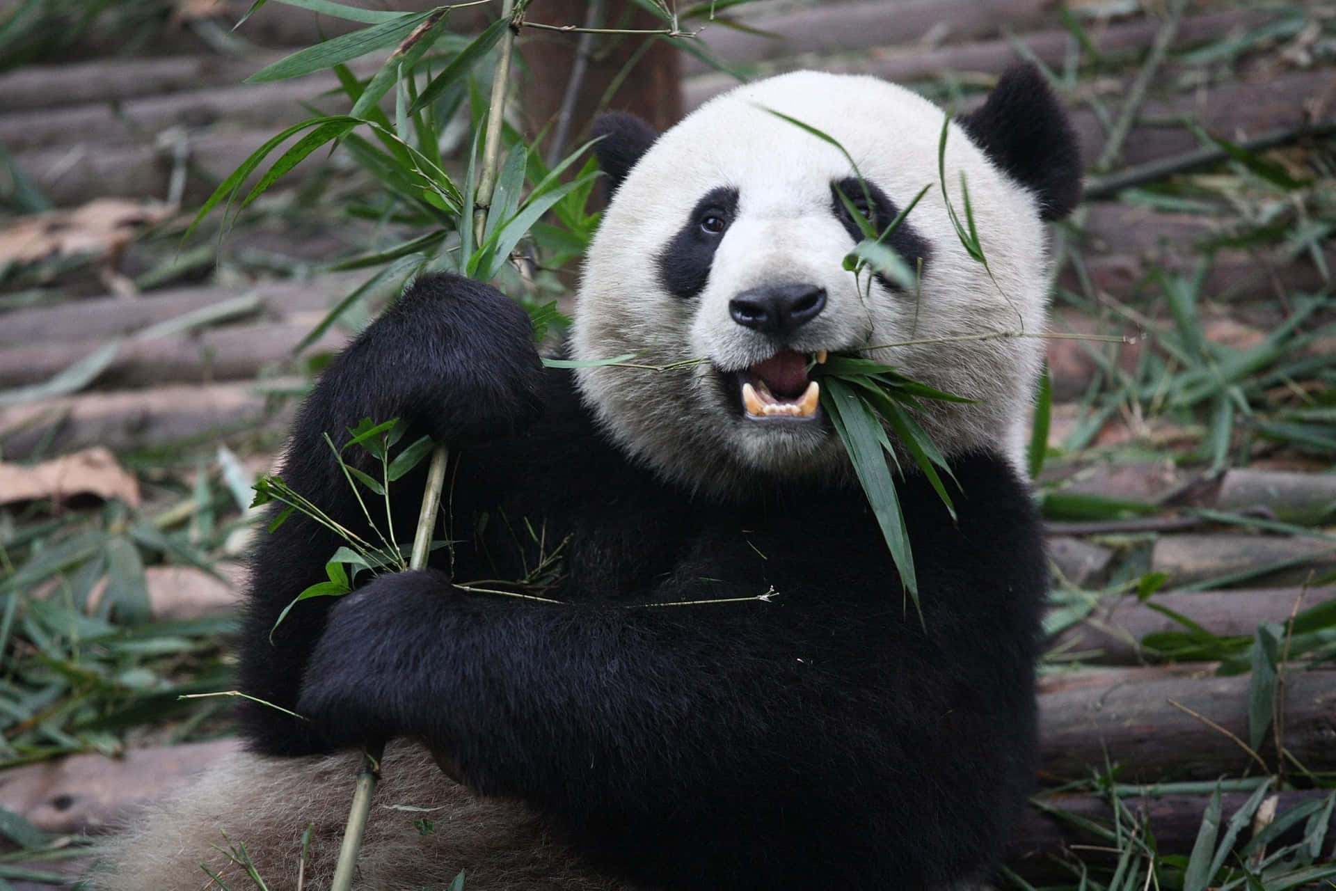 Cute panda cub curiously observing its surroundings
